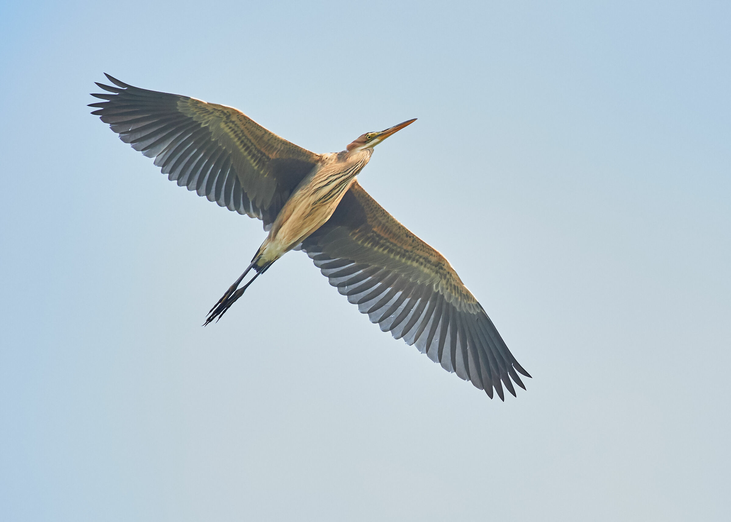 Purple Heron