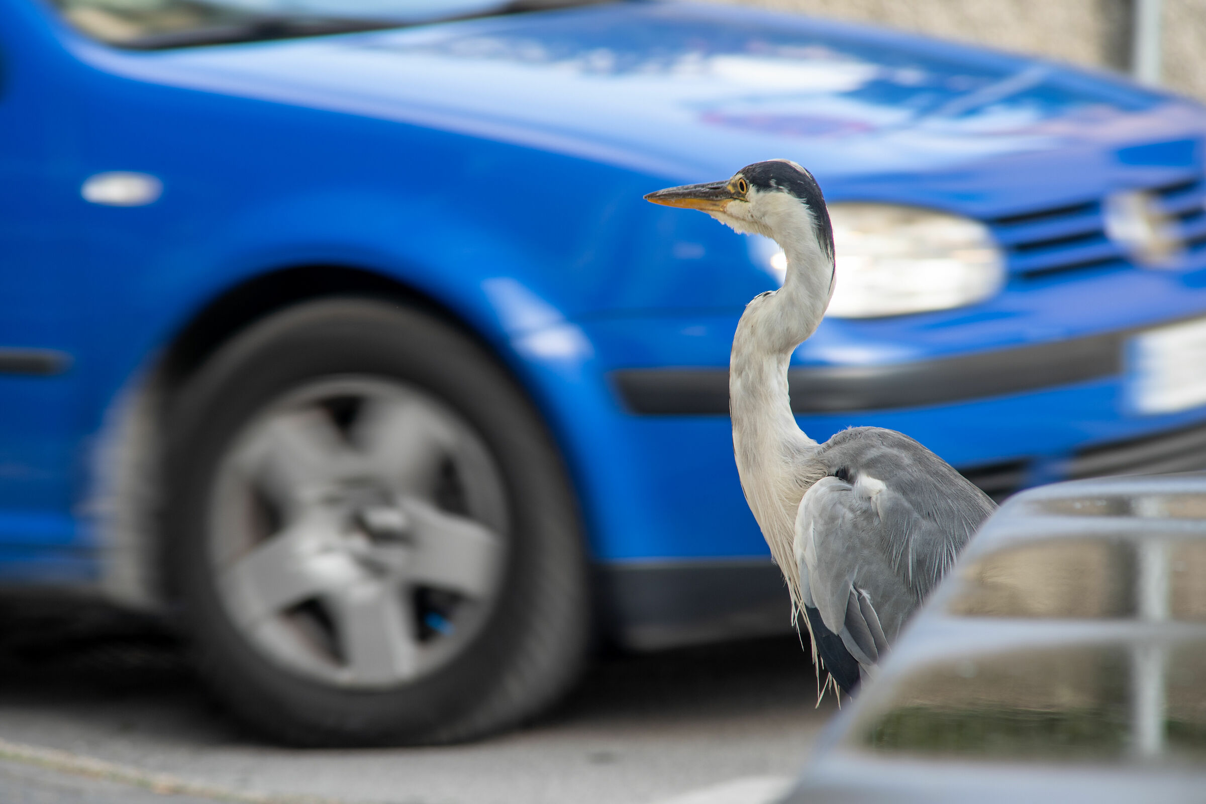 A particular pedestrian