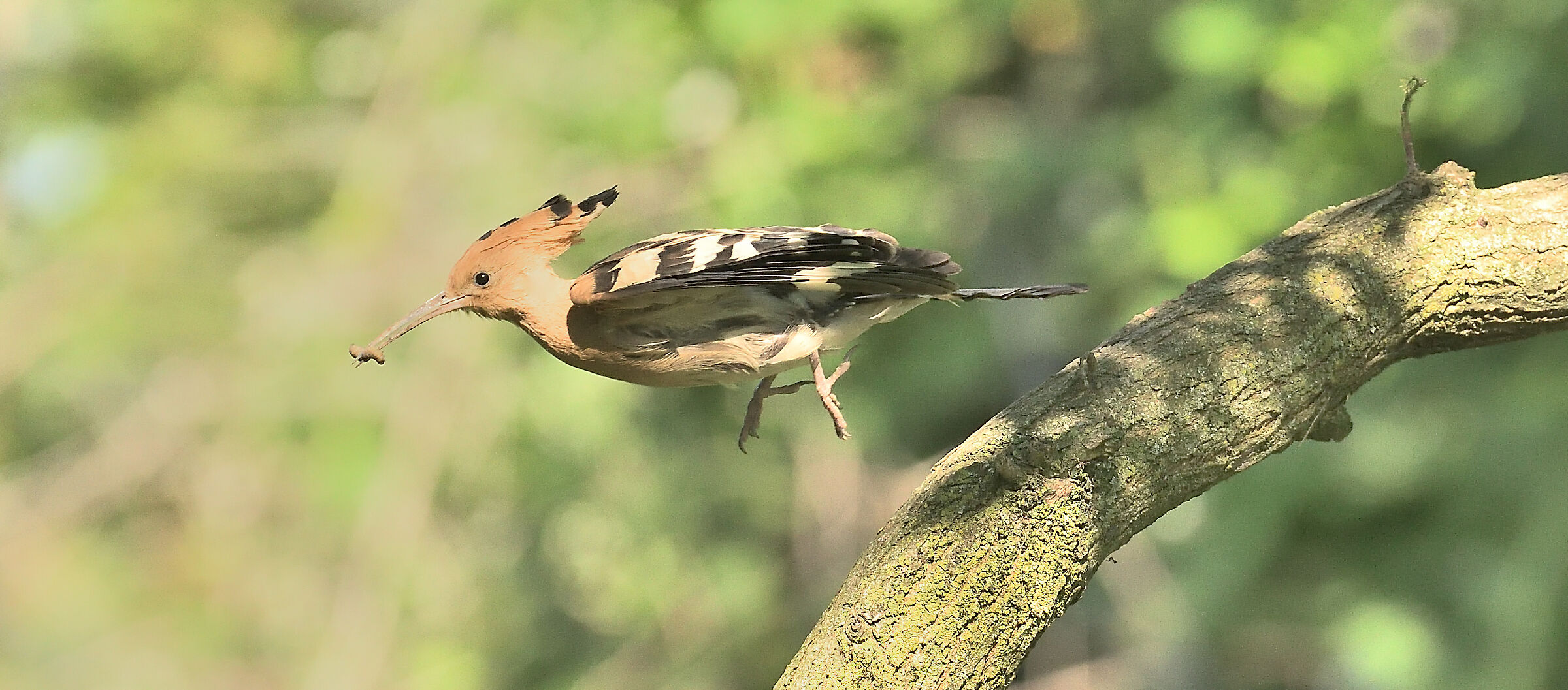 Hoopoe