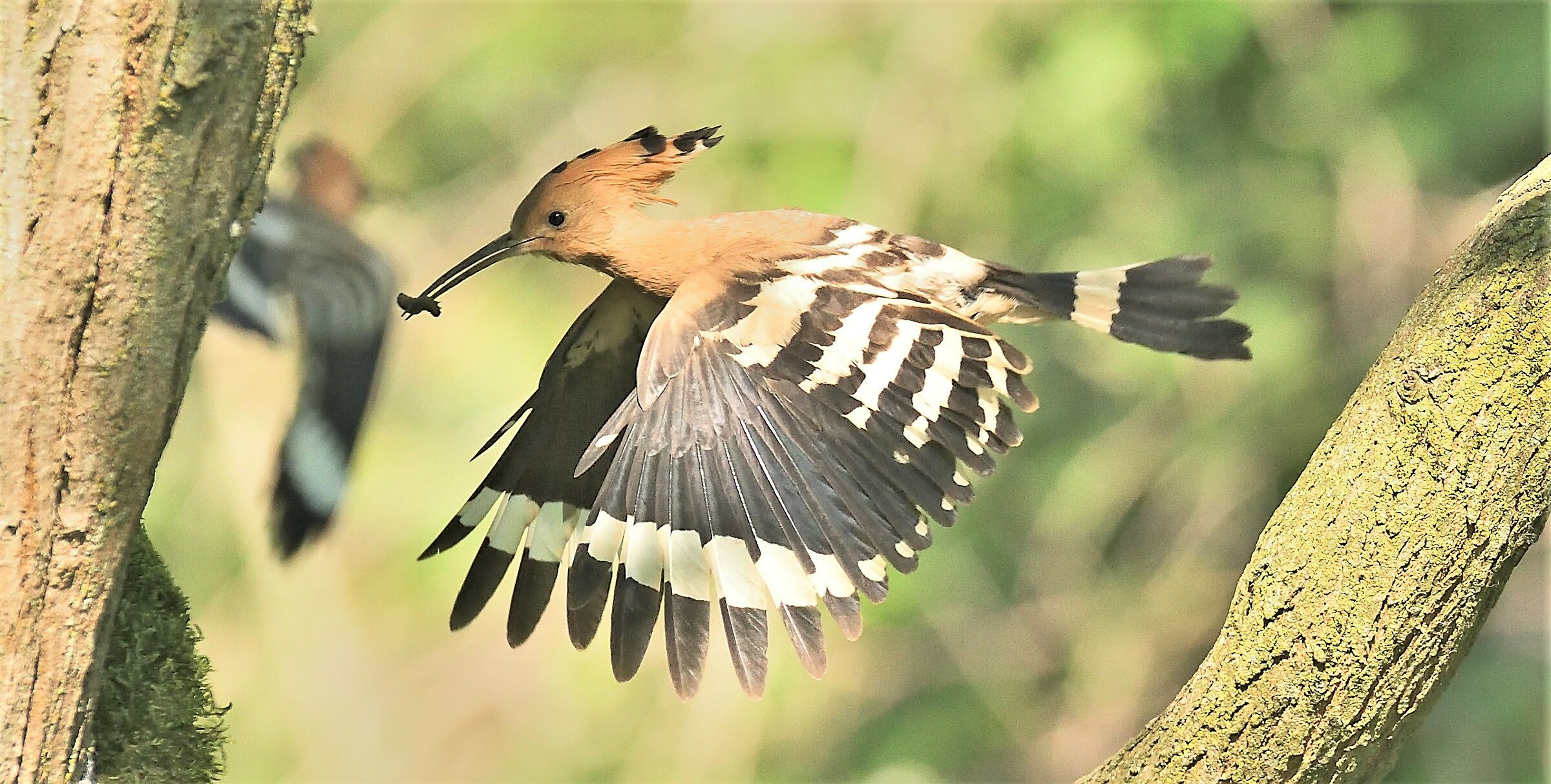 Hoopoe