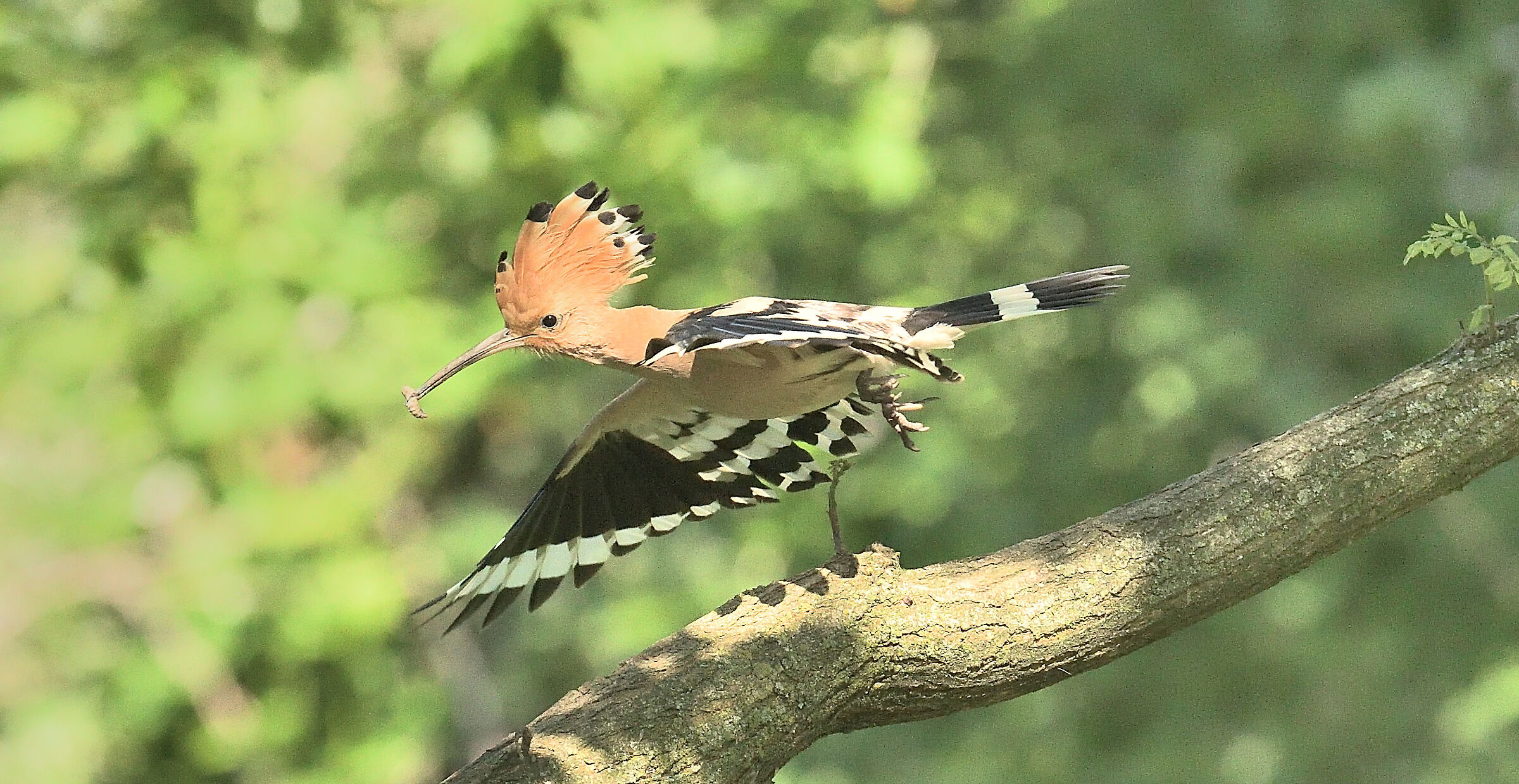 Hoopoe