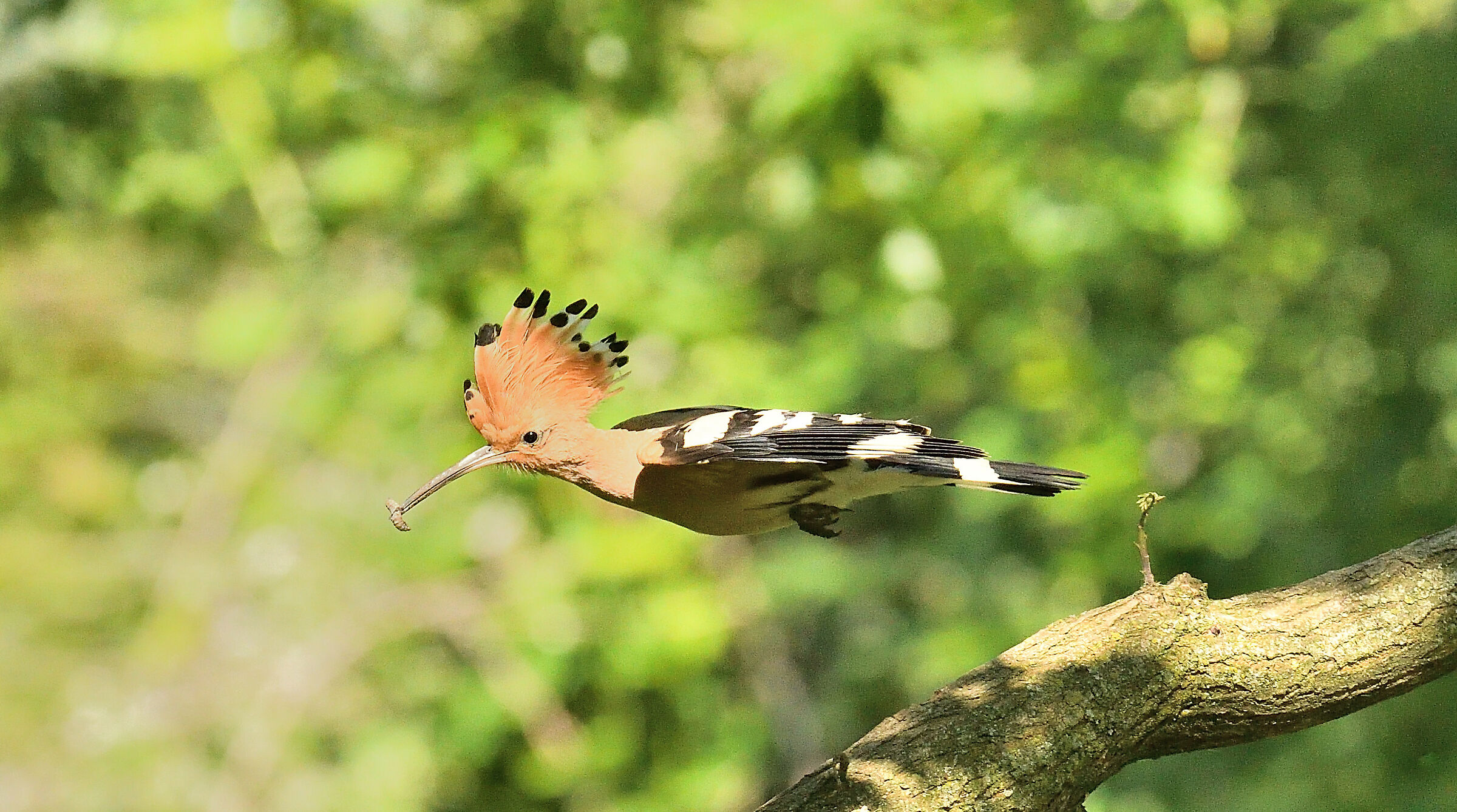 Hoopoe