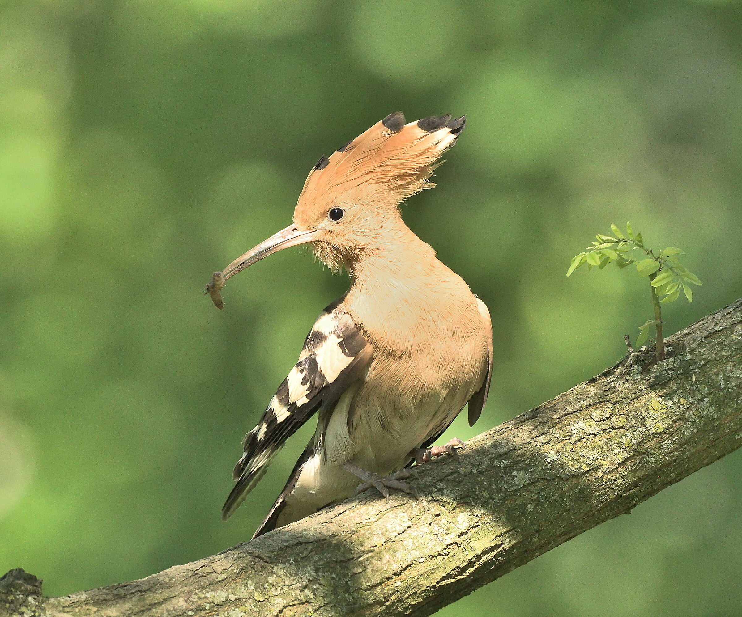Hoopoe