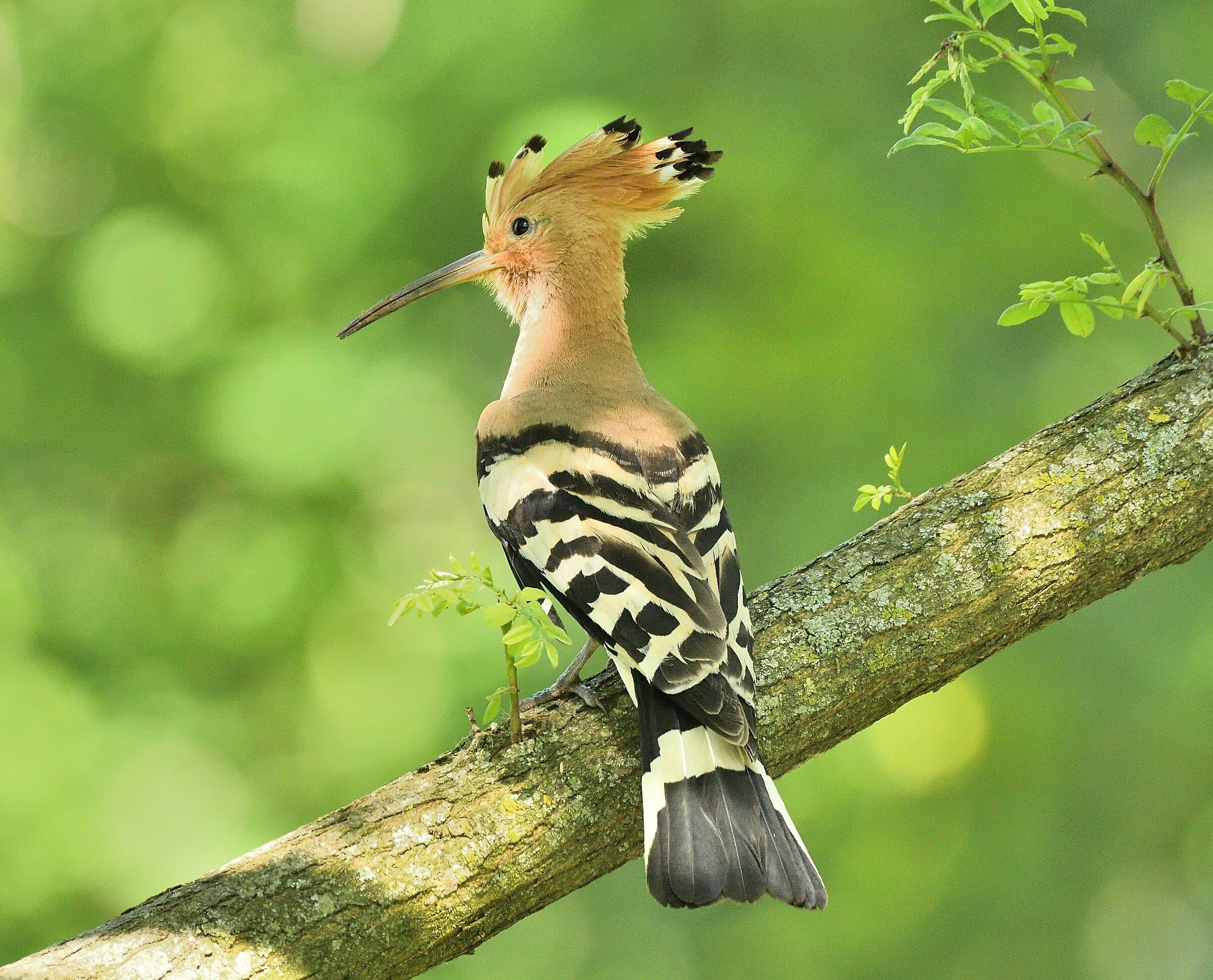 Hoopoe
