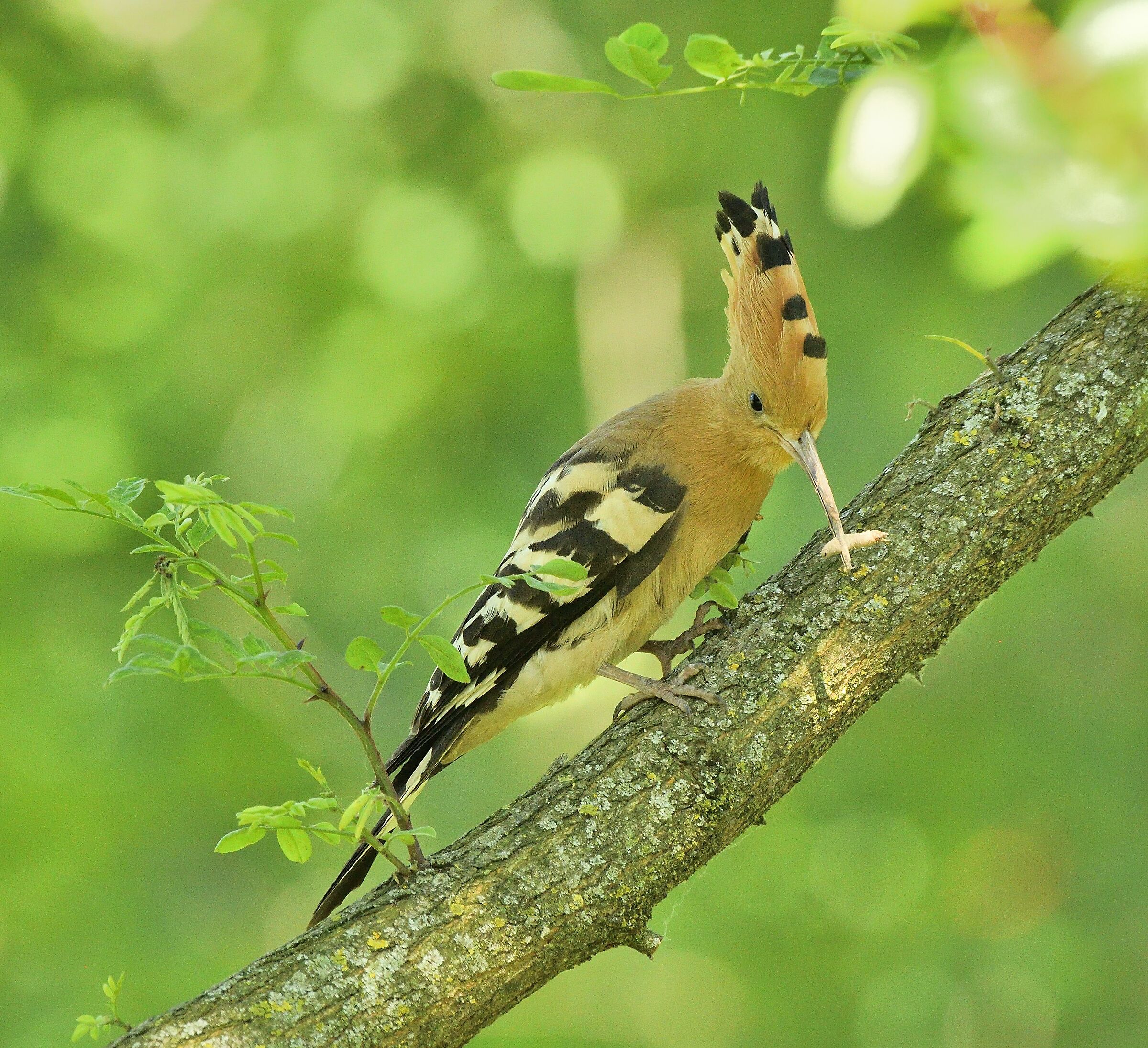 Hoopoe