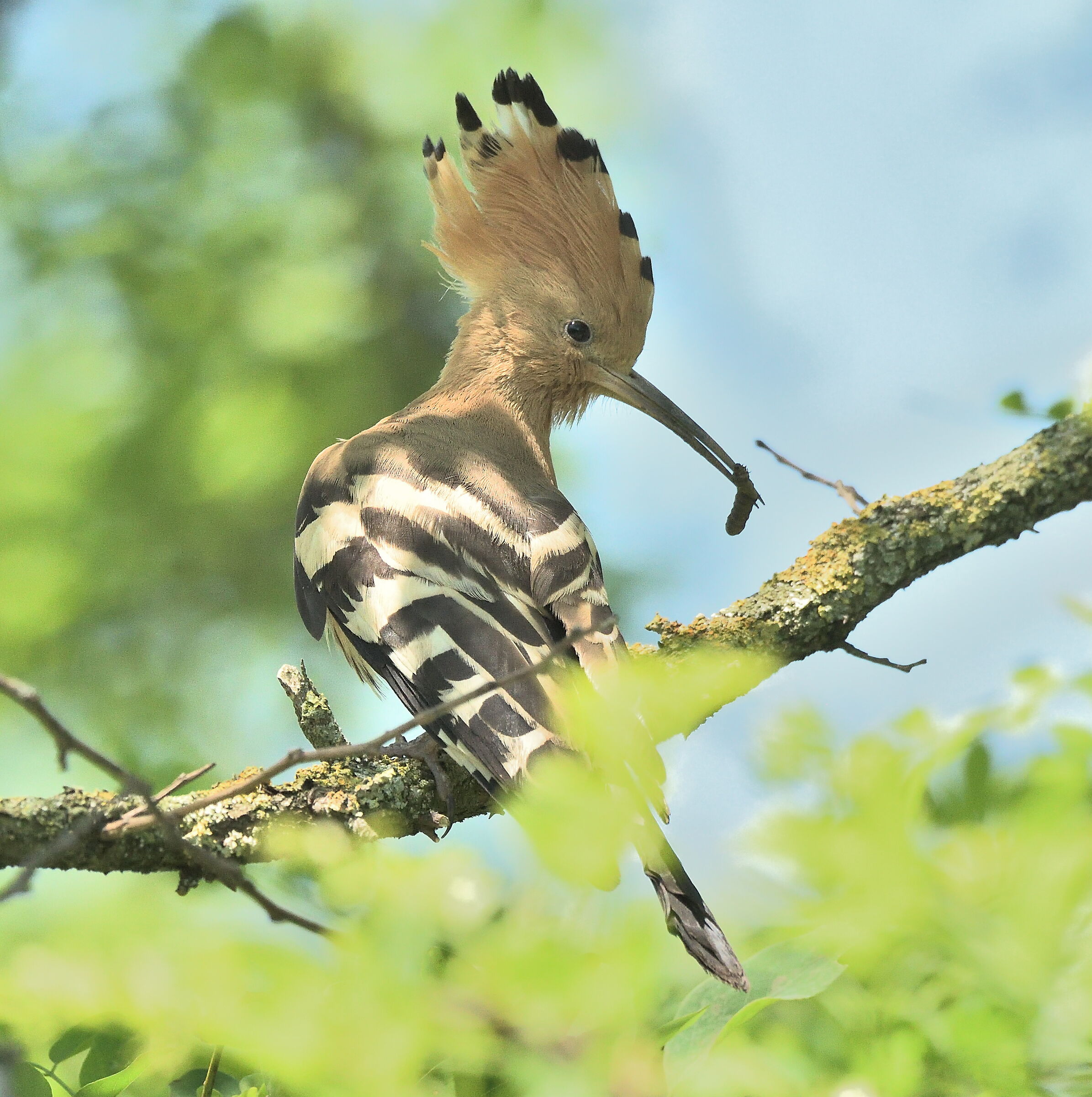 Hoopoe
