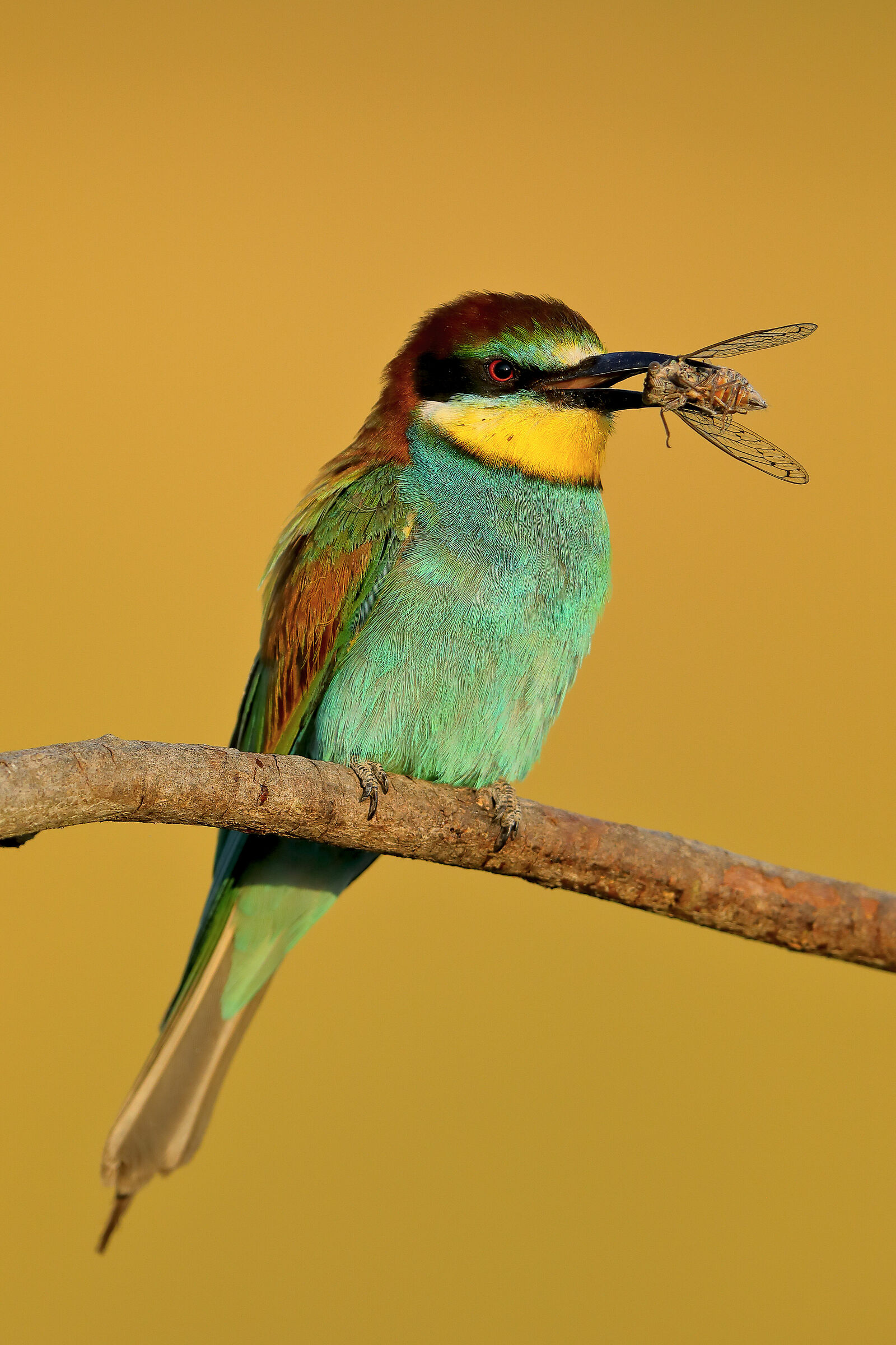 Il gruccione e la cicala HD