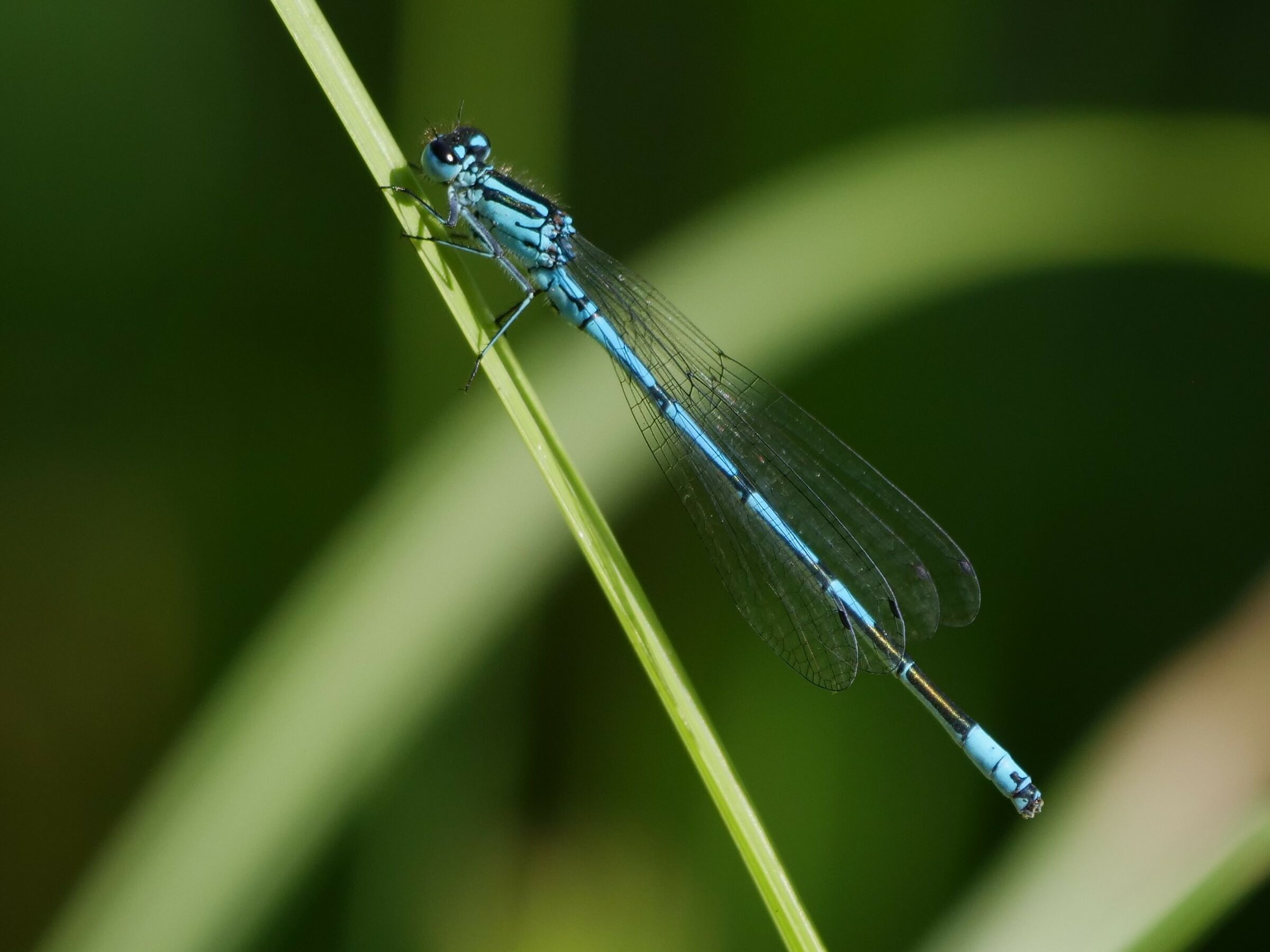 Coenagrion puella