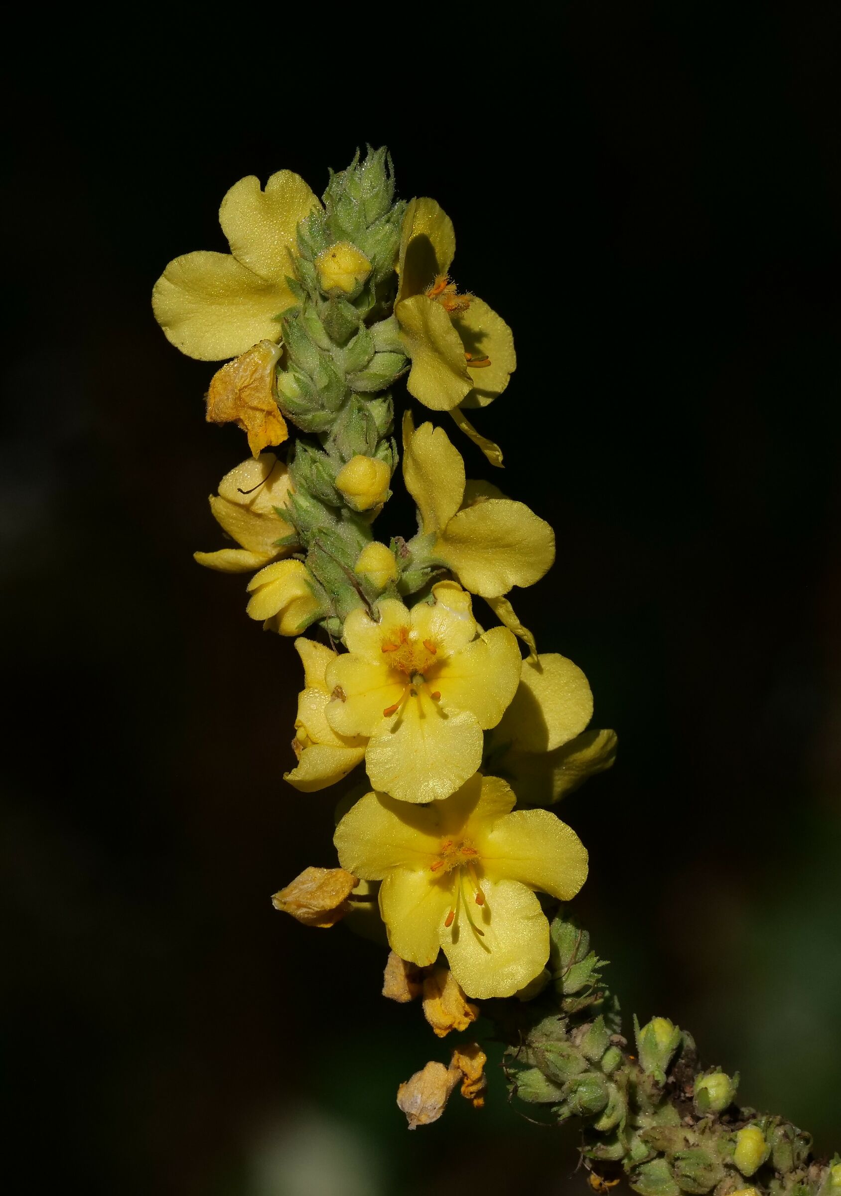 Barlow rate (Verbascum thapsus)