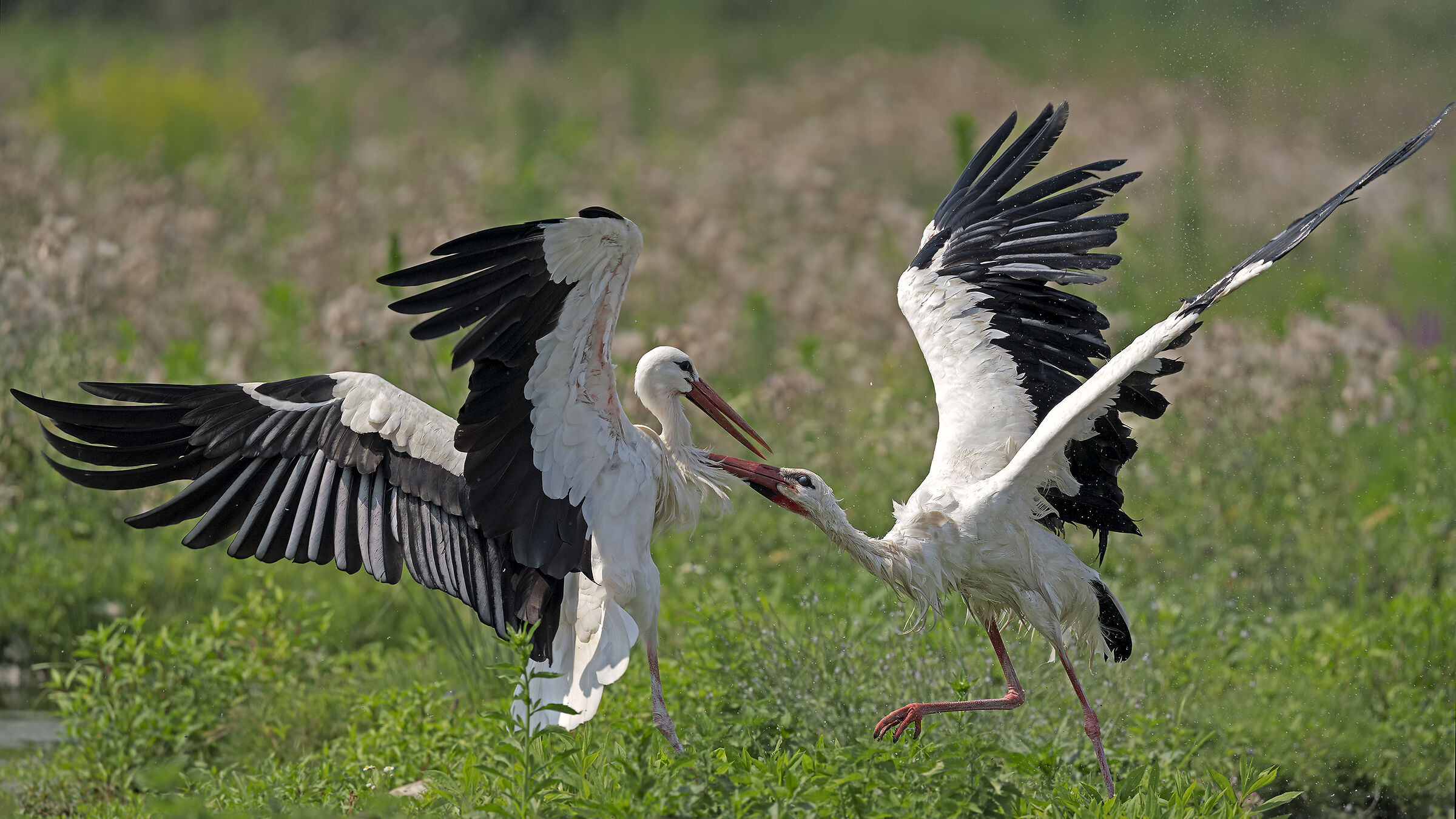 La lotta dopo il bagno