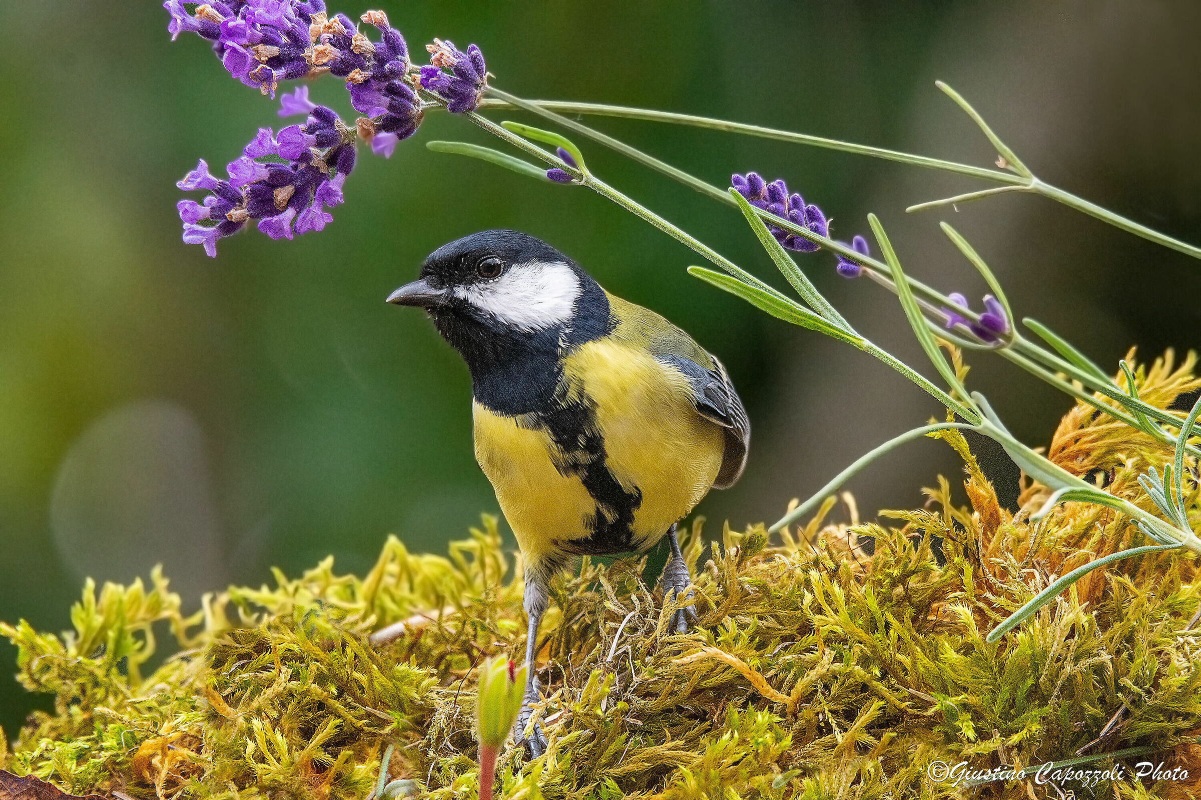 lLCanci allegra and lavender