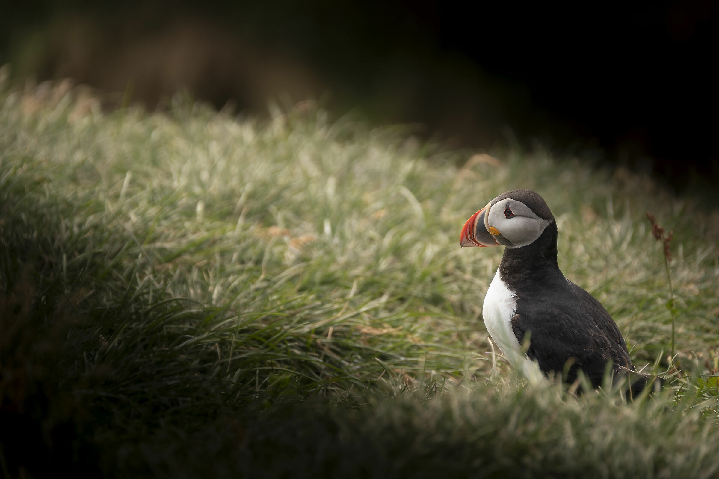 Puffin