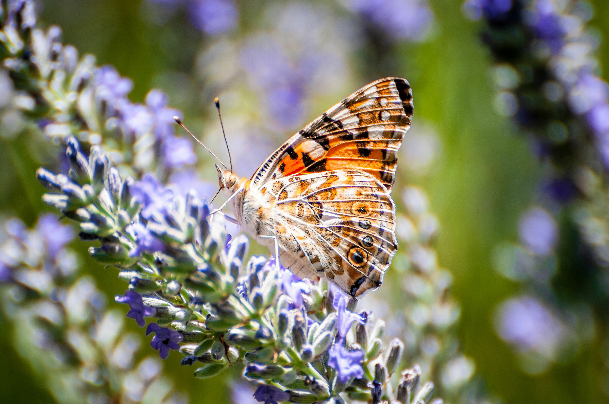 Argynnis adippe