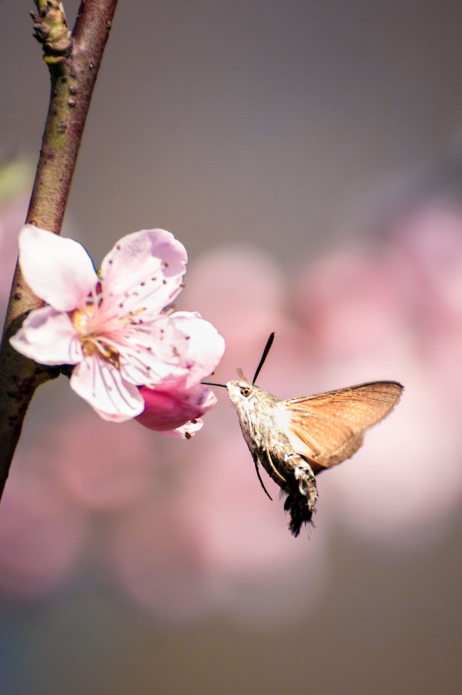 Macroglossum stellatarum