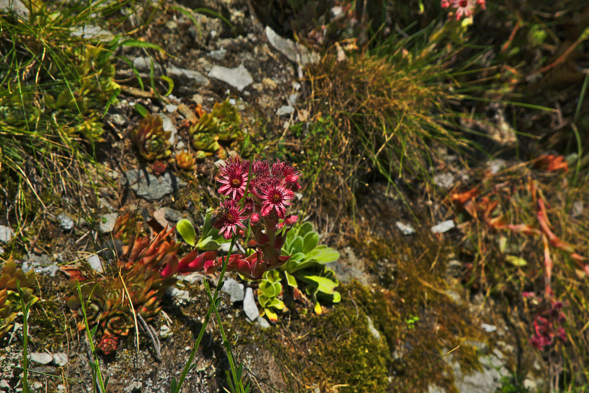 Semprevivo a tela di ragno