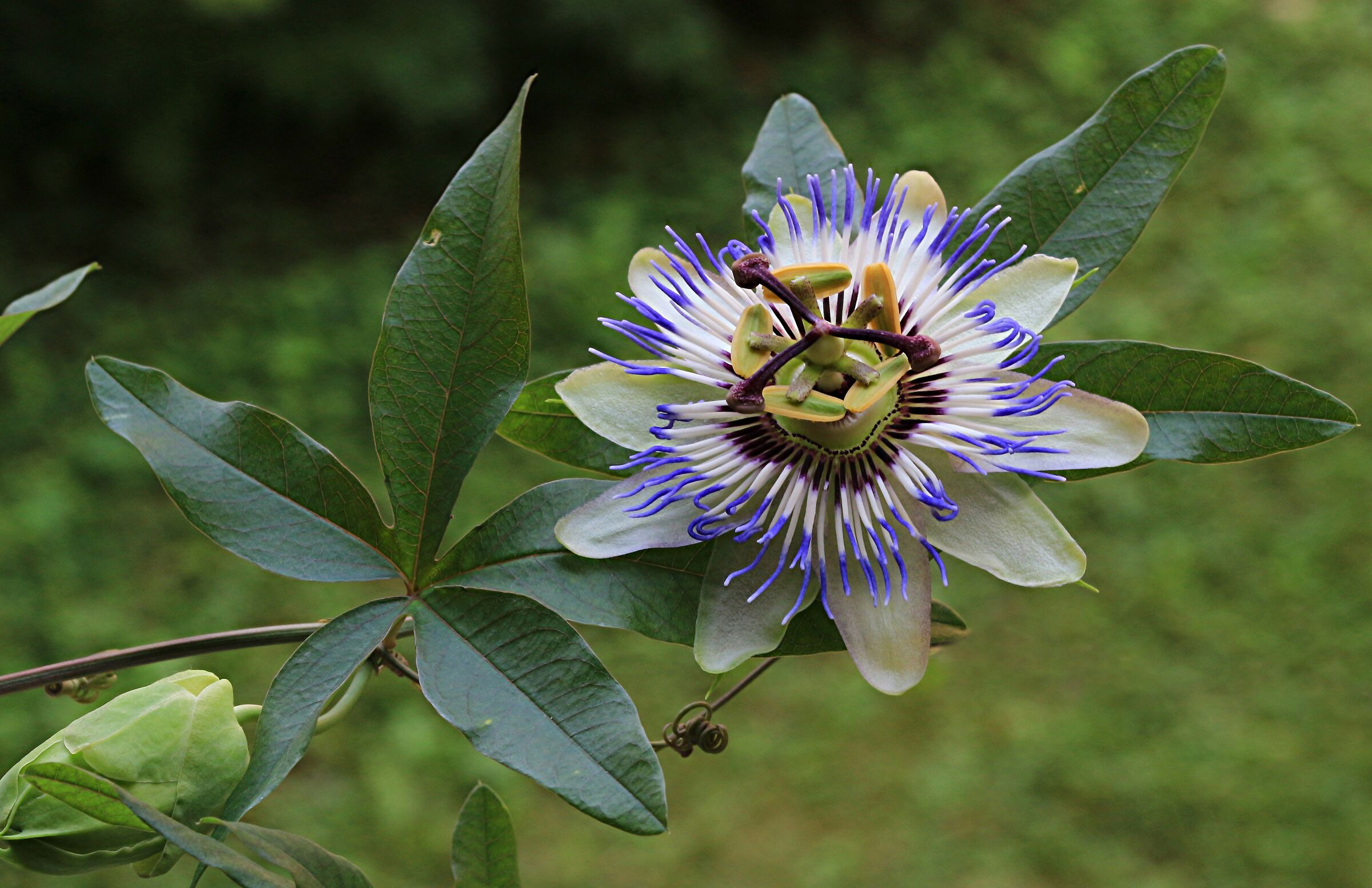 Passiflora 2