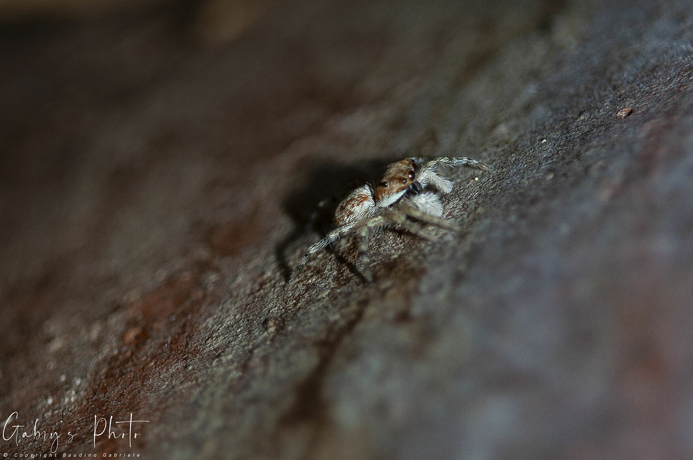 Jumping Spider