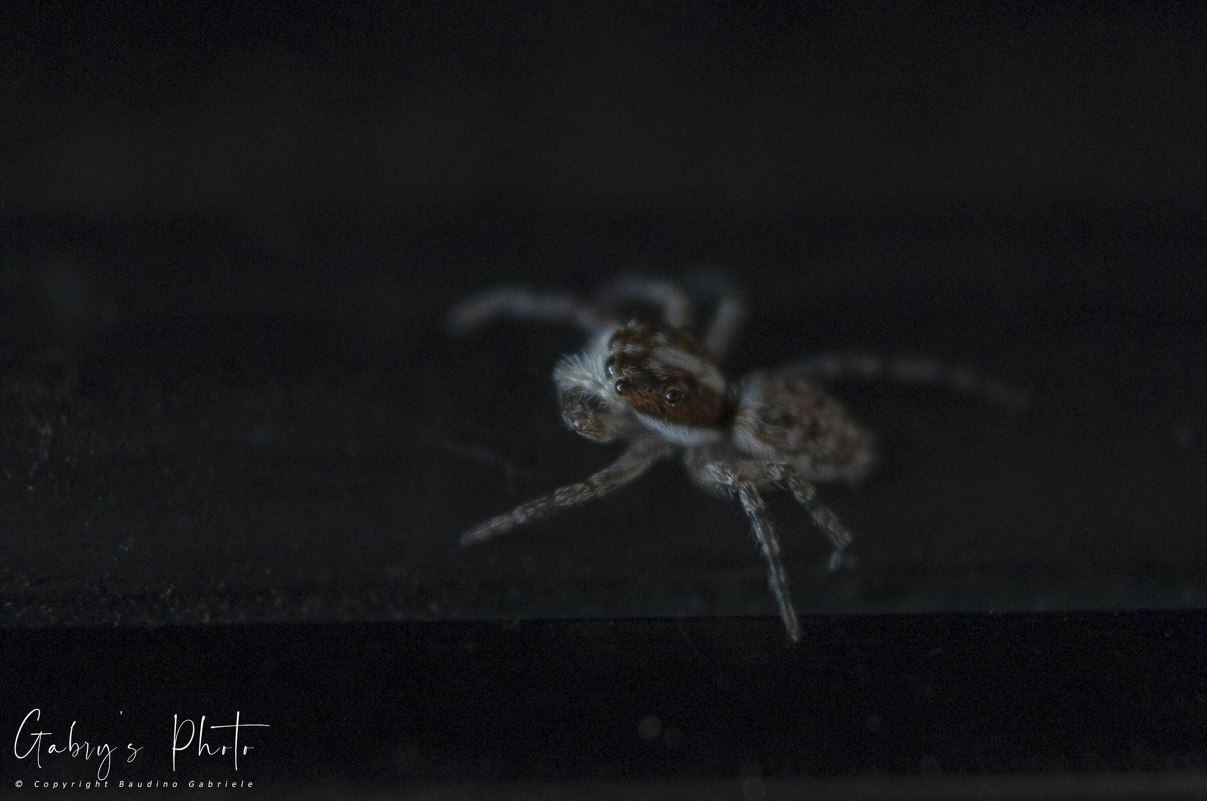 Jumping Spider