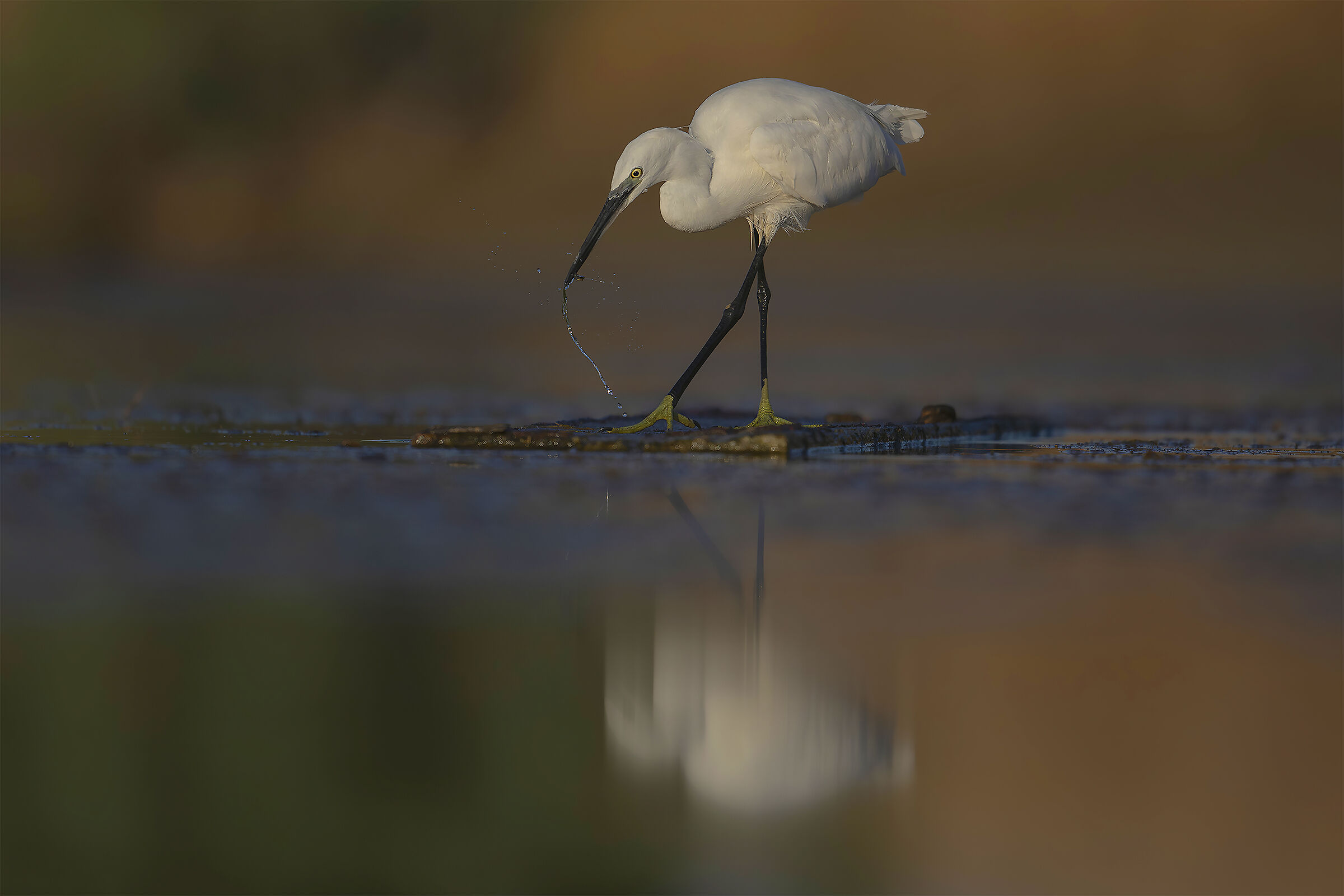 egrets