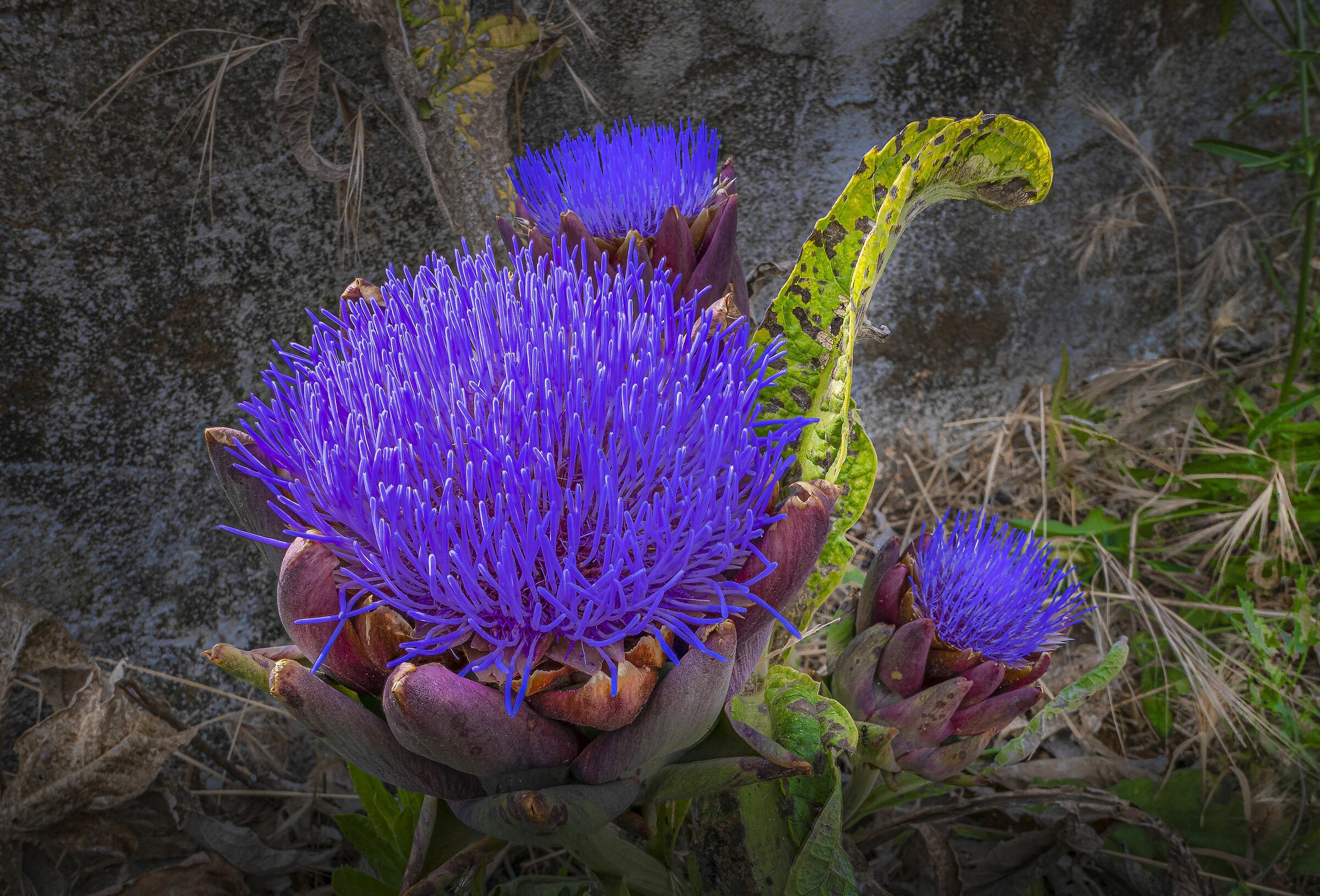 Artichoke flowers