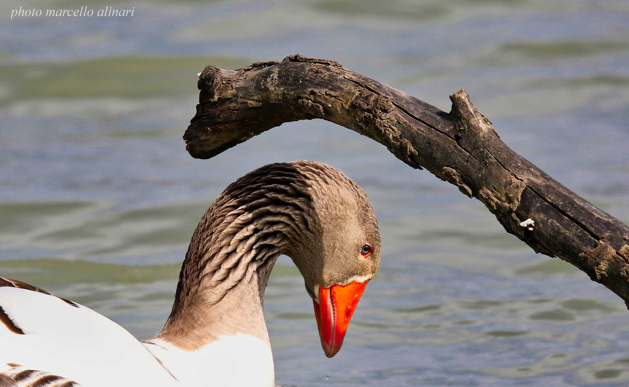 oca domestica al lago aeroporto di firenze