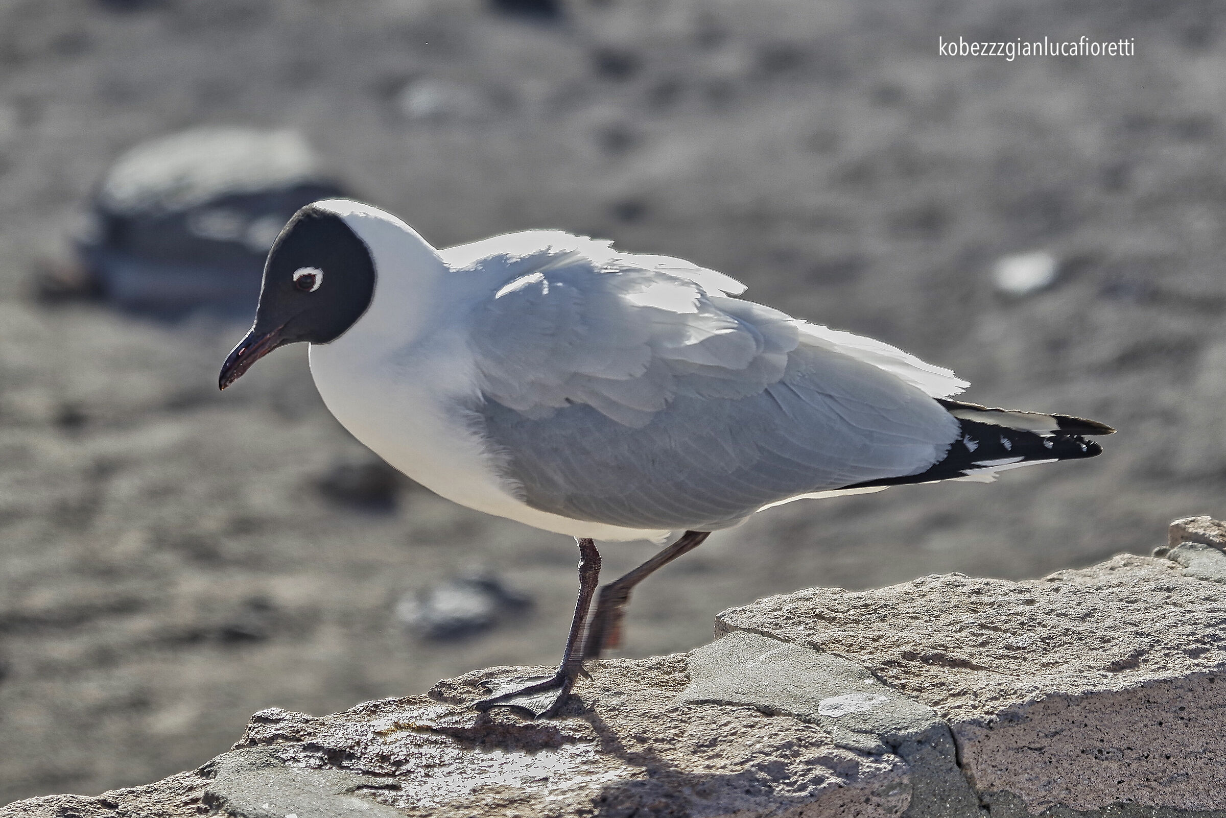 Portrait: Gabbiano Sghignazzante