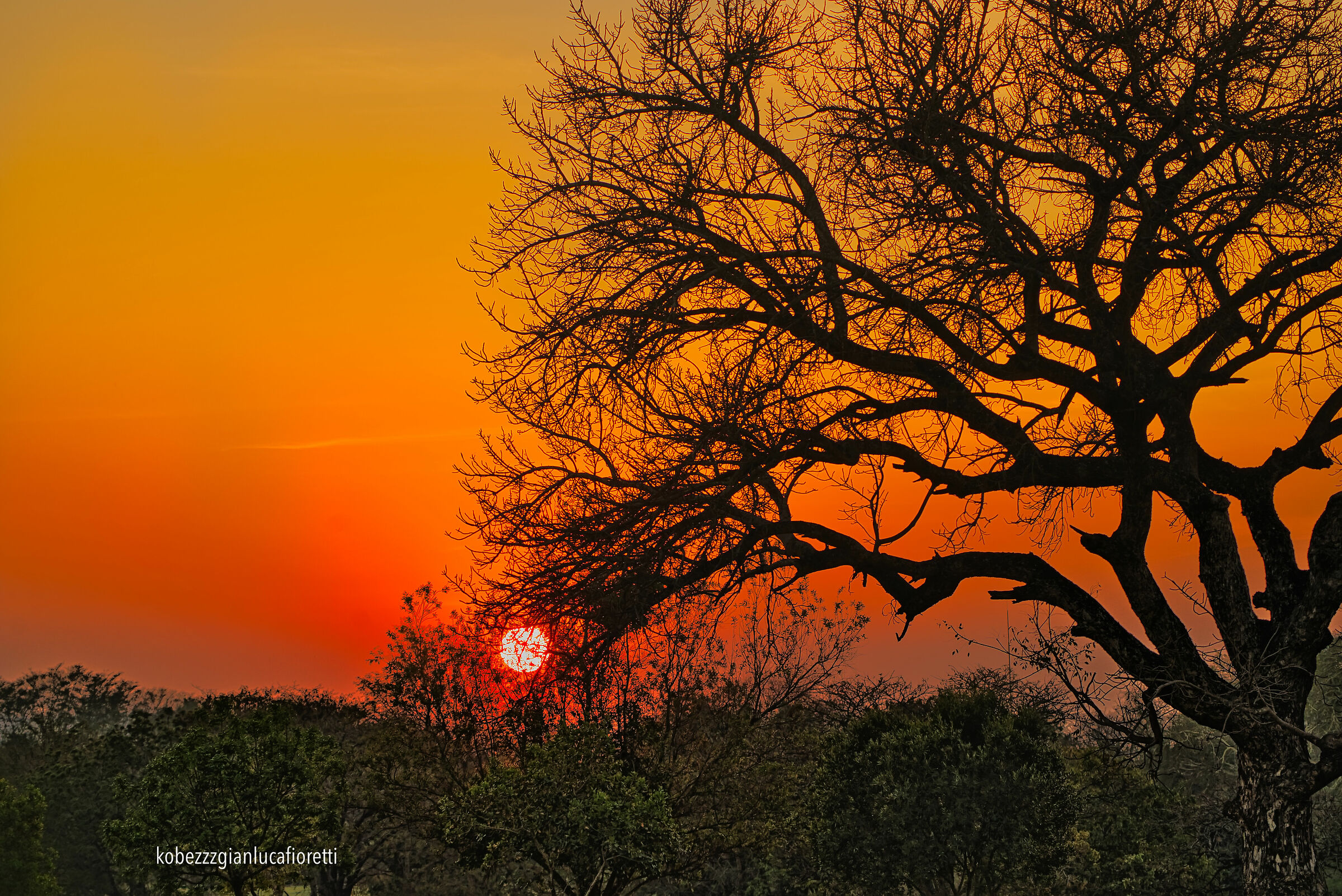 Sunrise Tree