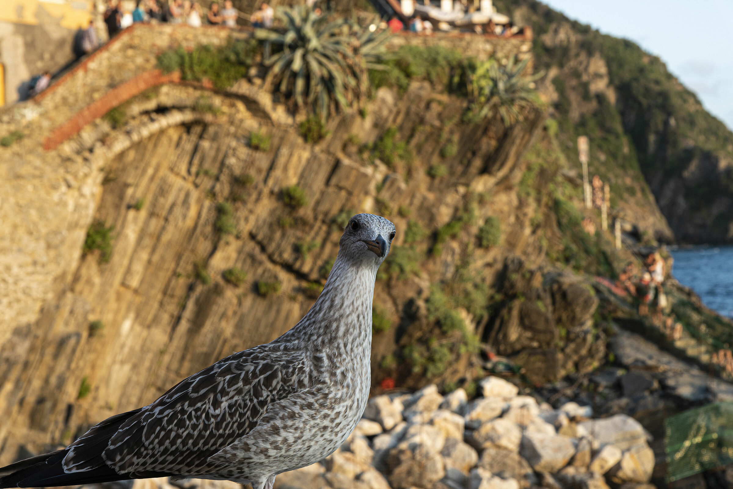 Gabbiano a Monterosso