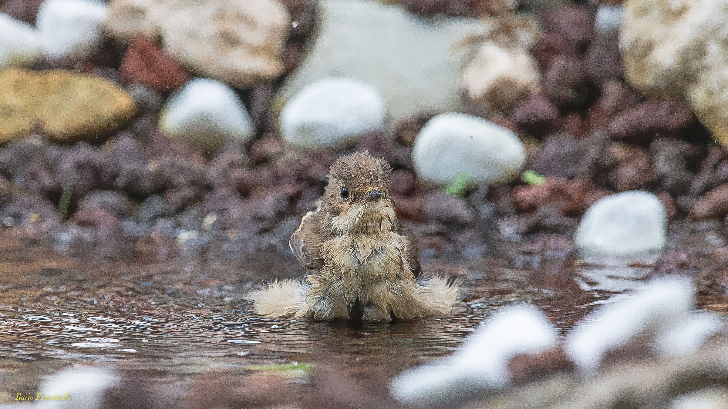 Black balia in the bathroom