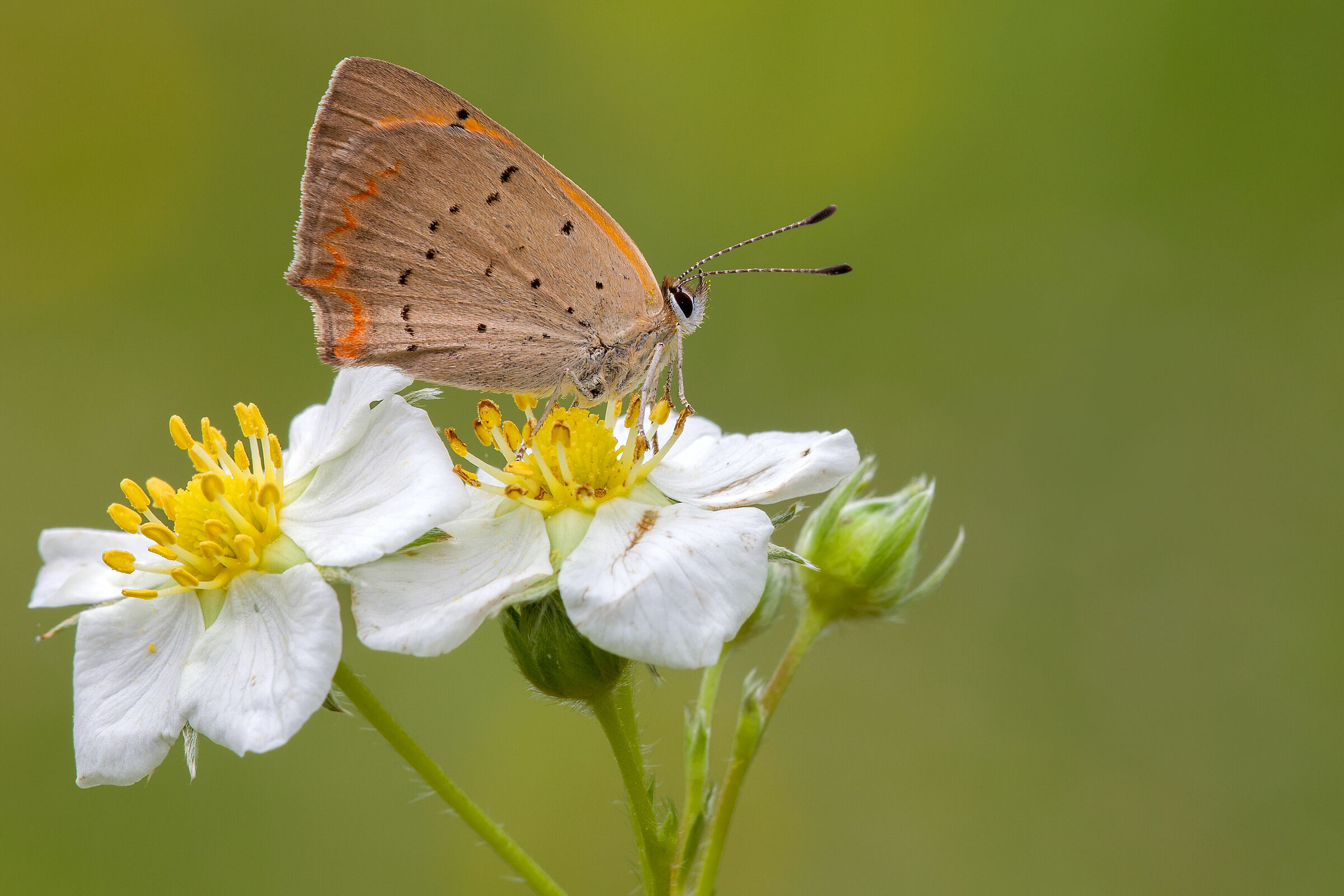 Lycaena phlaeas