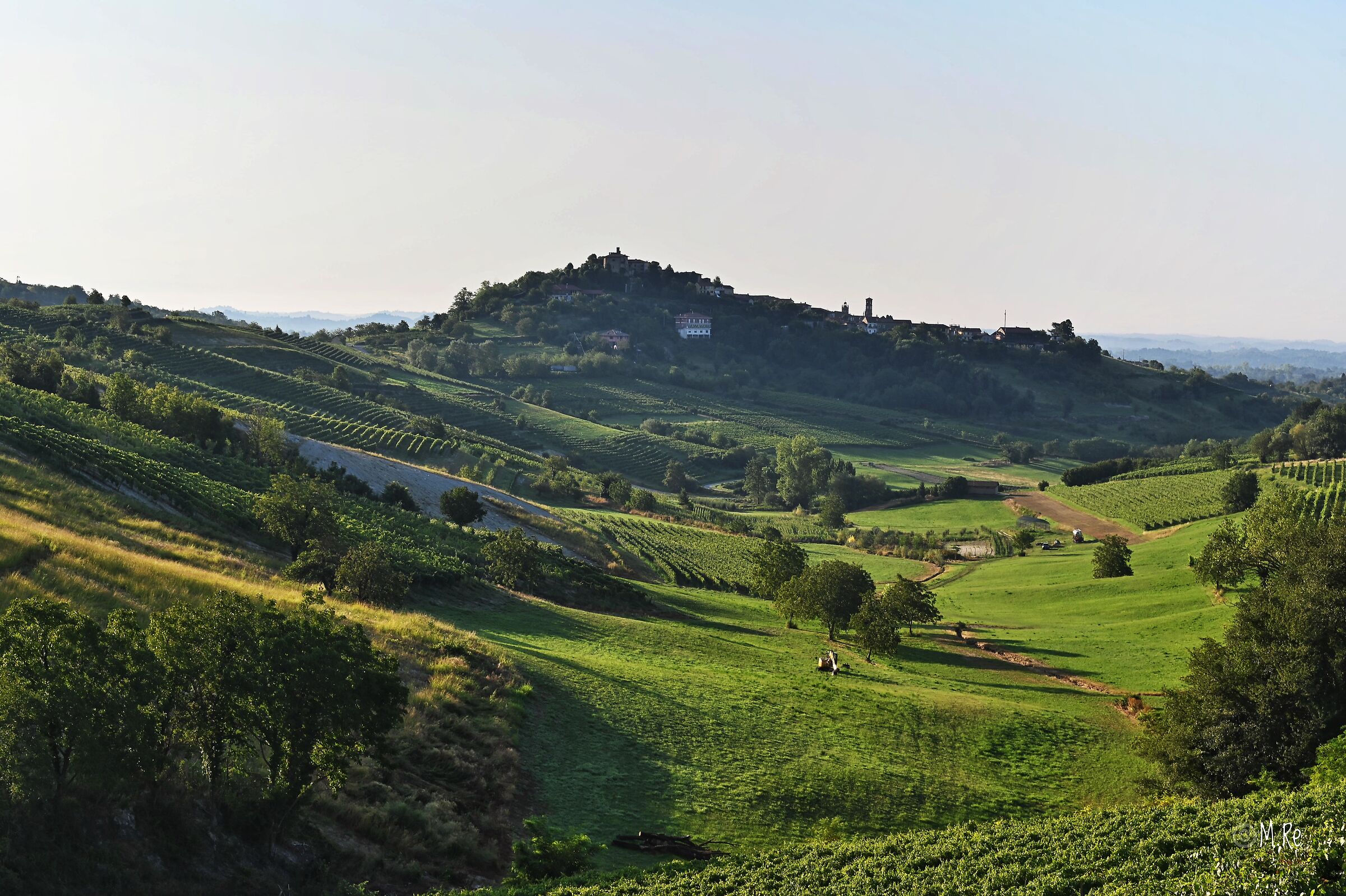 View of Pine of Auctions