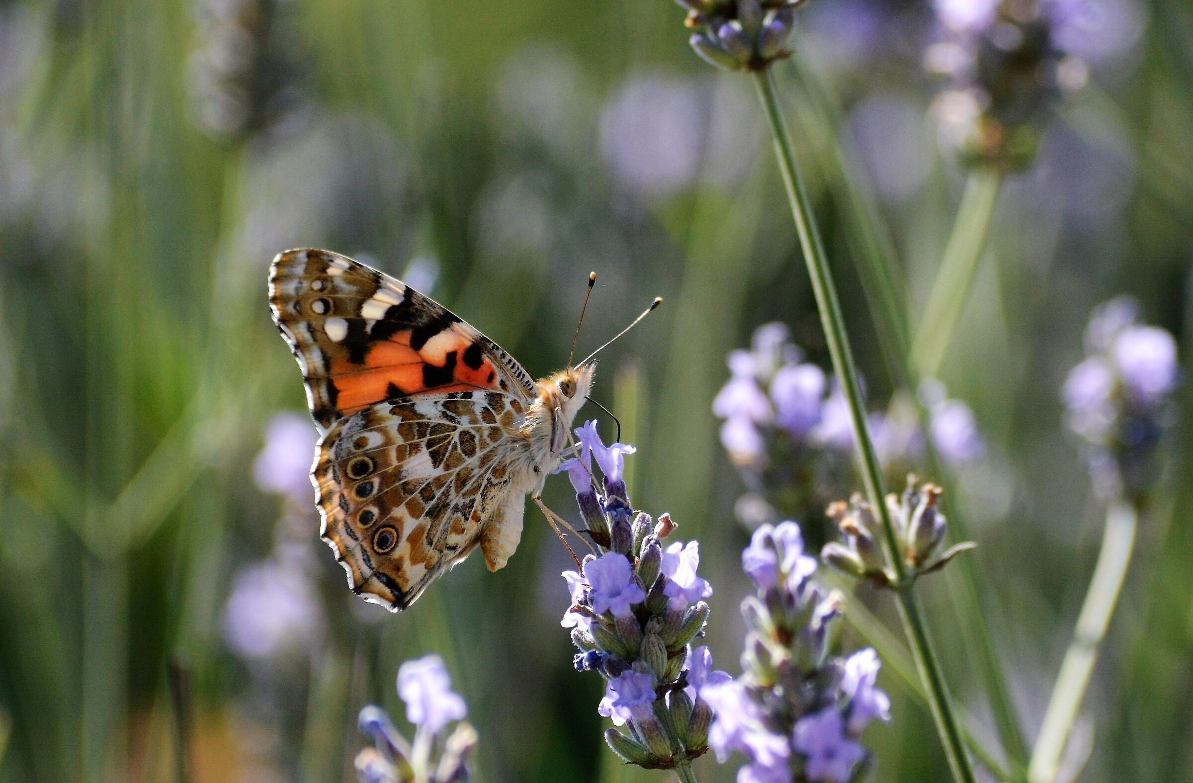 Vanessa cardui
