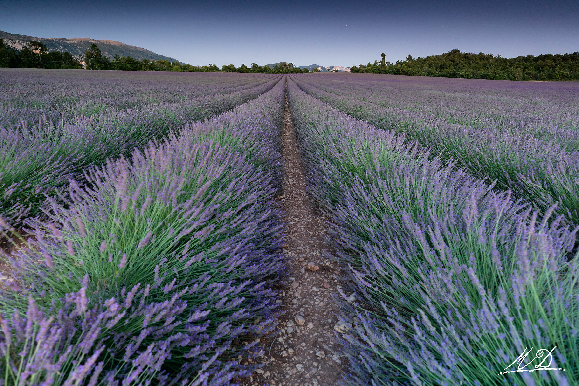 Lavanda al tramonto