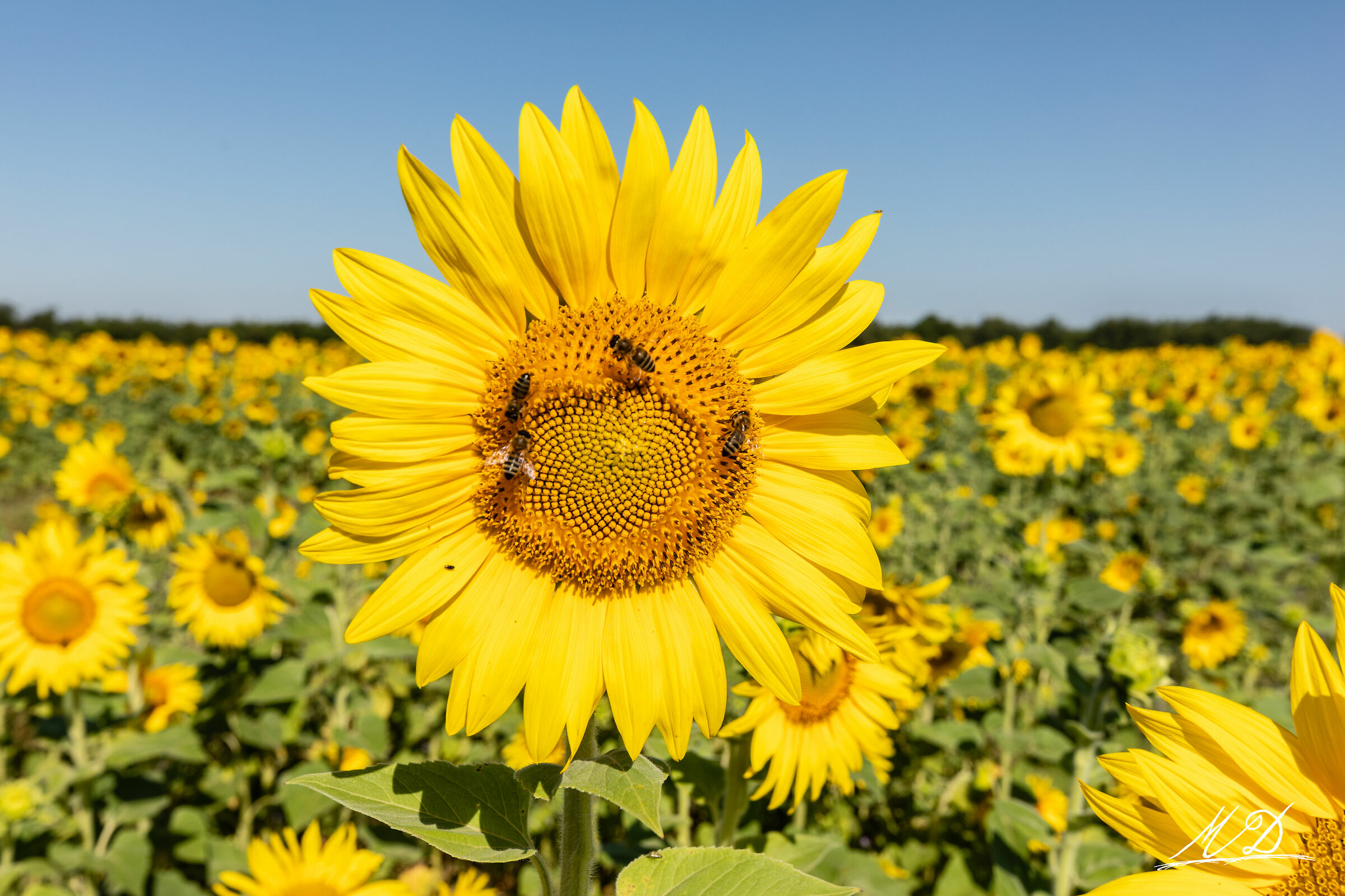 Girasole