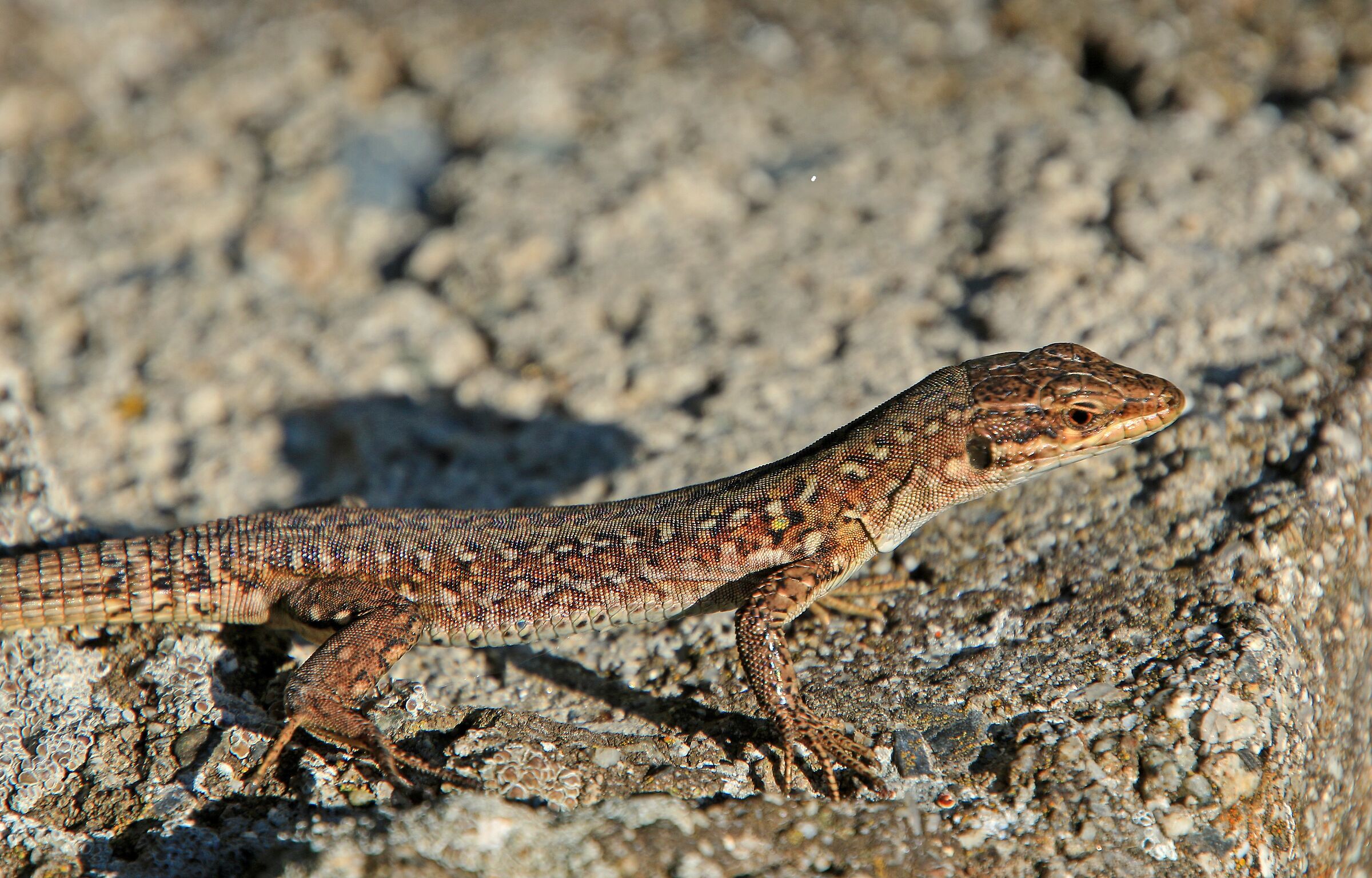 Lucertola muraiola -2