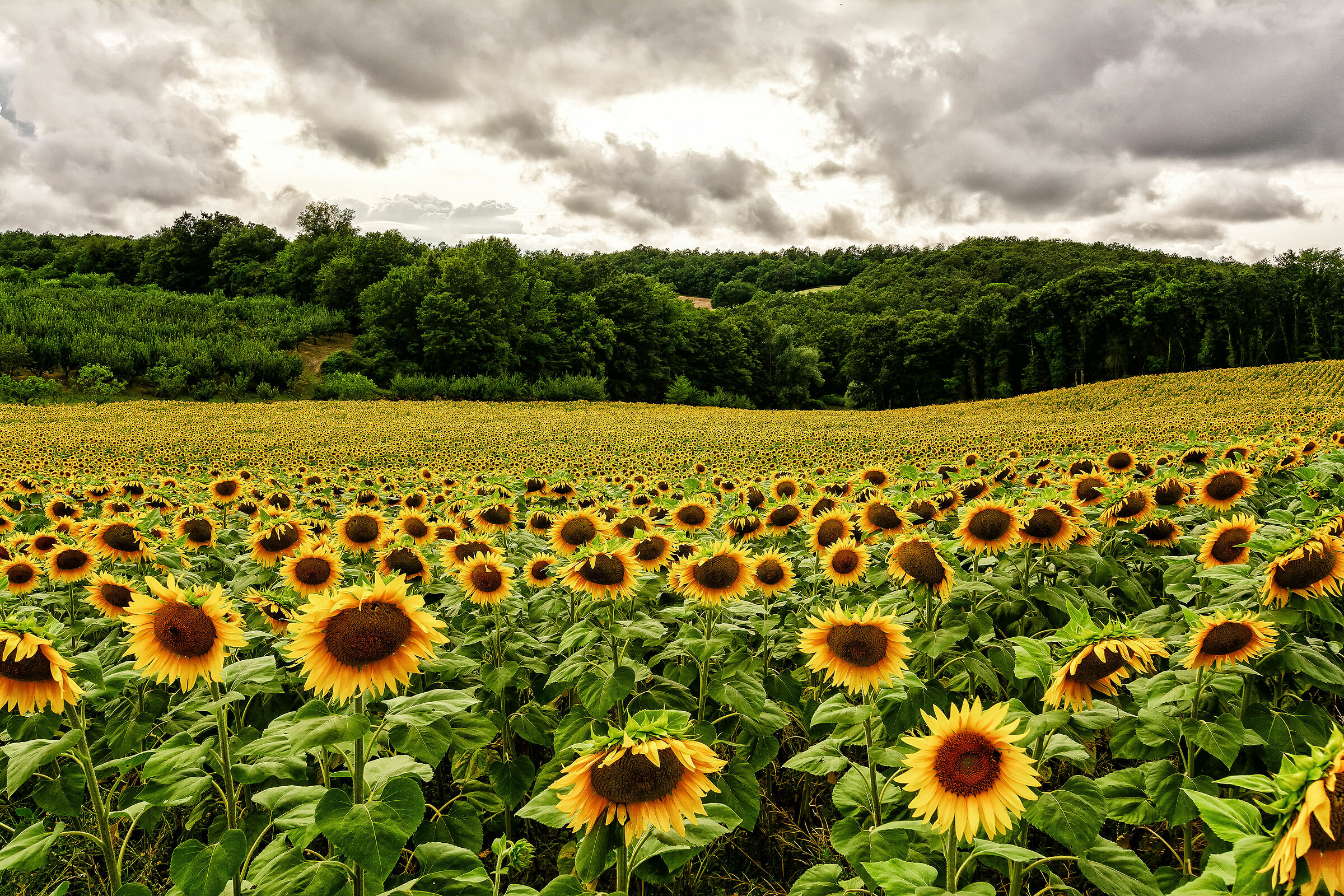 Yellow waves under a grey sky