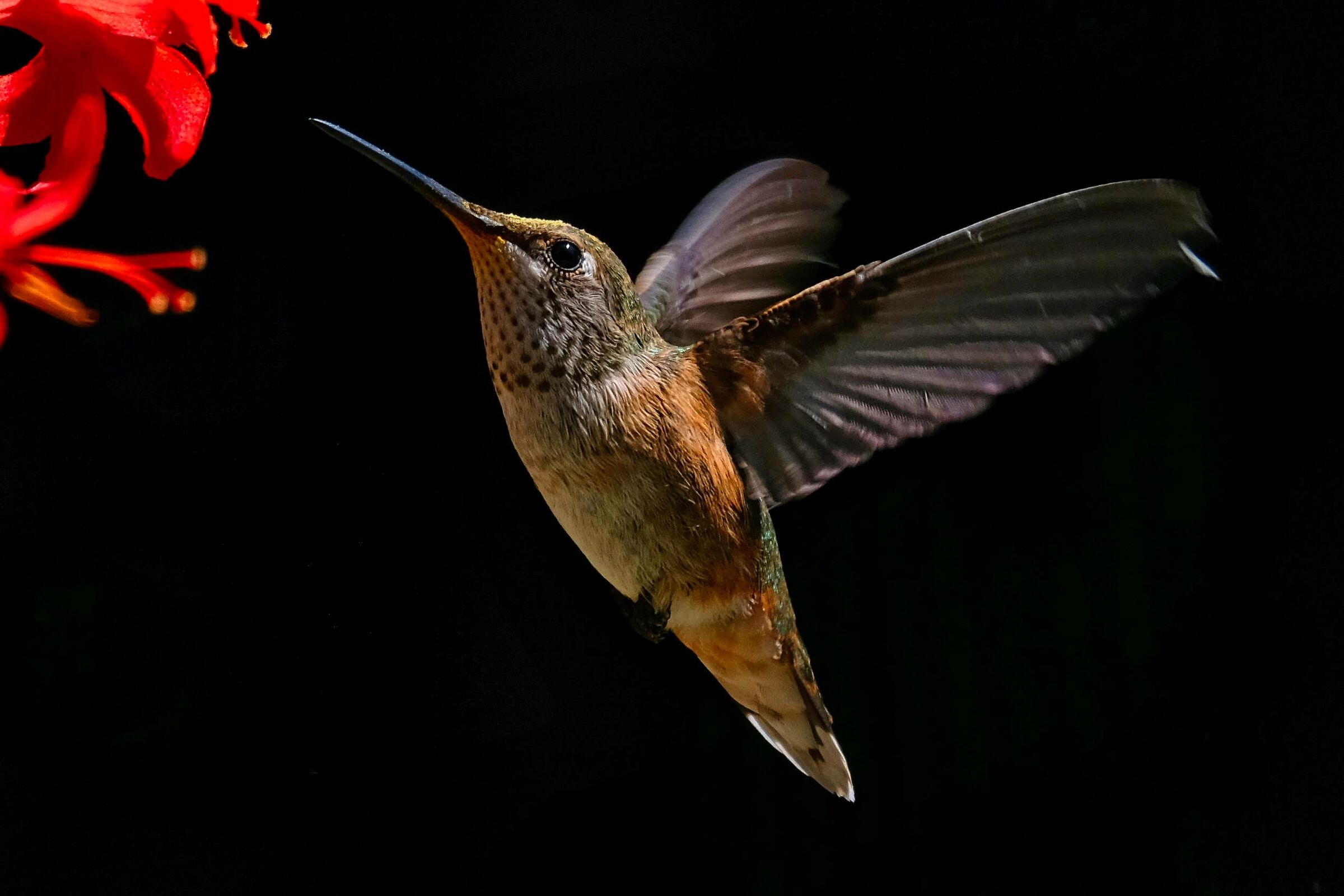 Hummingbird