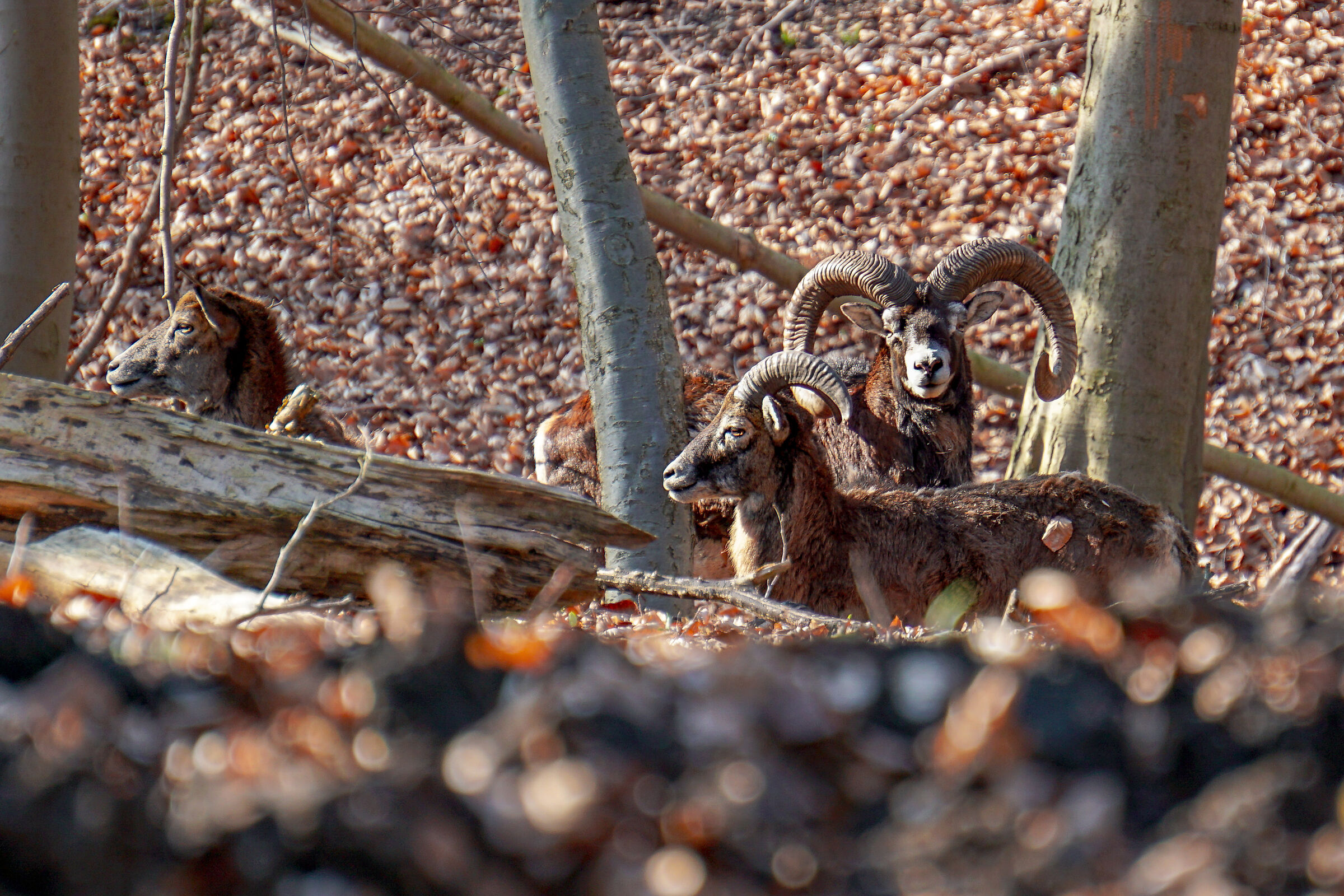 Mouflon