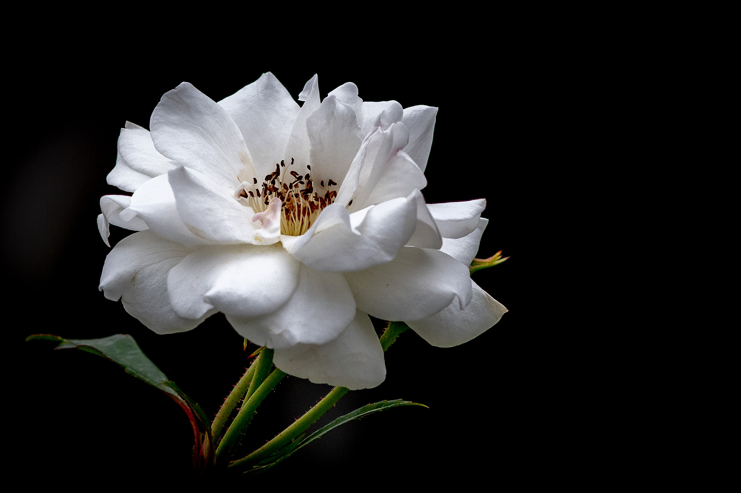 Bianco e nero... a colori