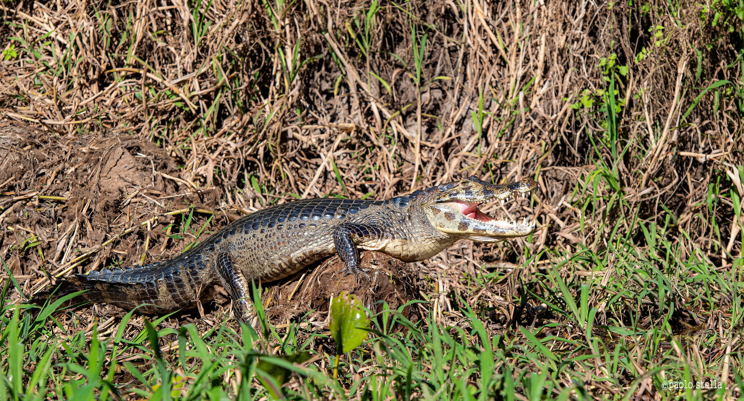 il caimano si riscalda