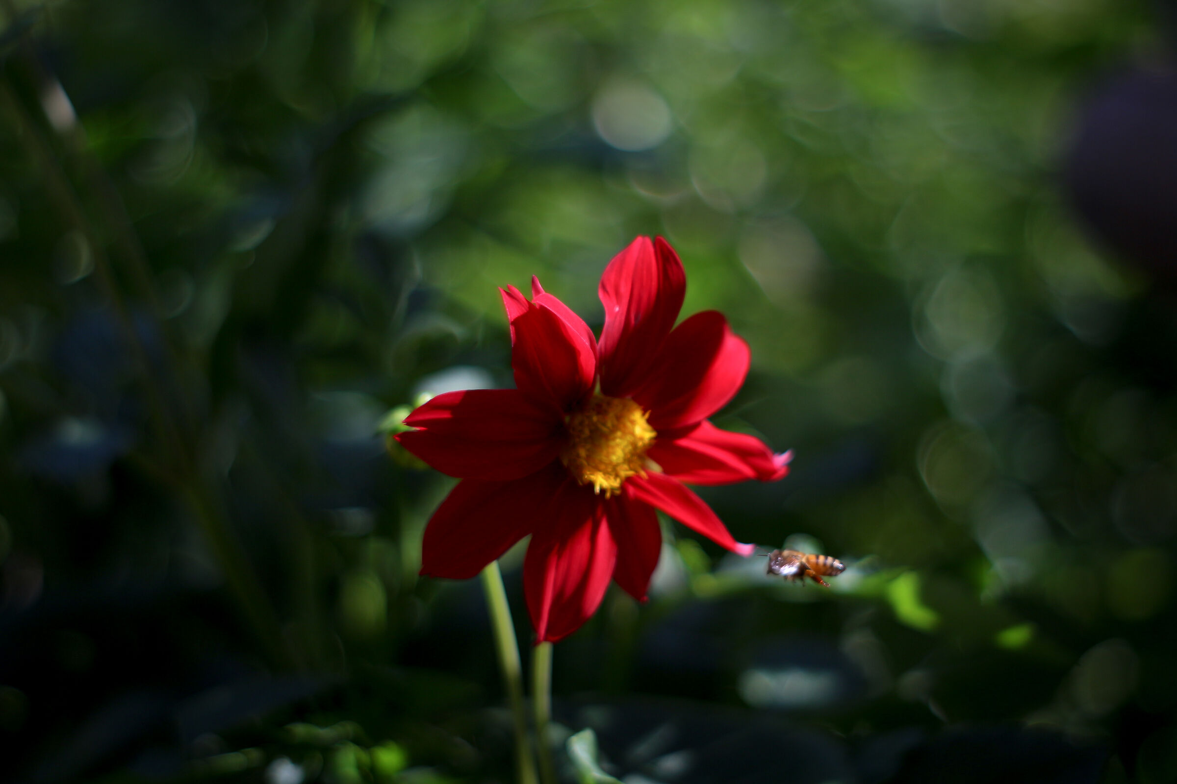 Red Daisy No.