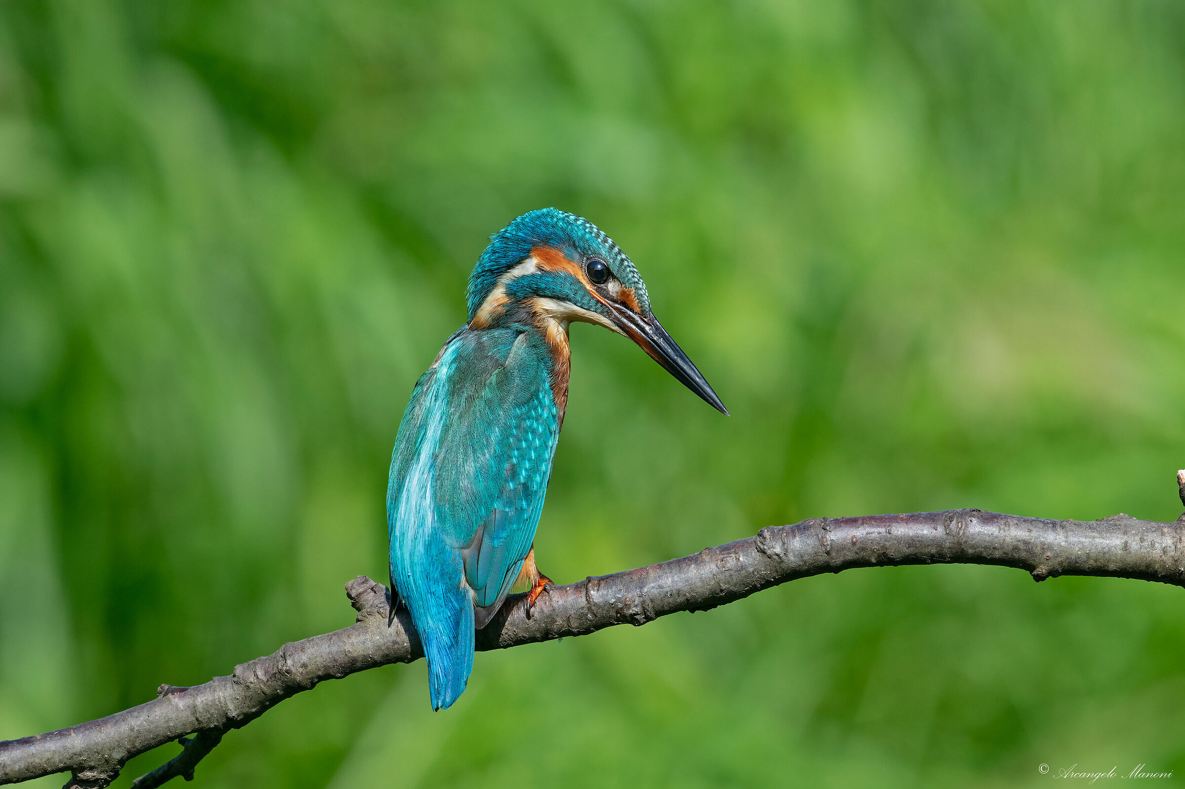 The Careful Observer