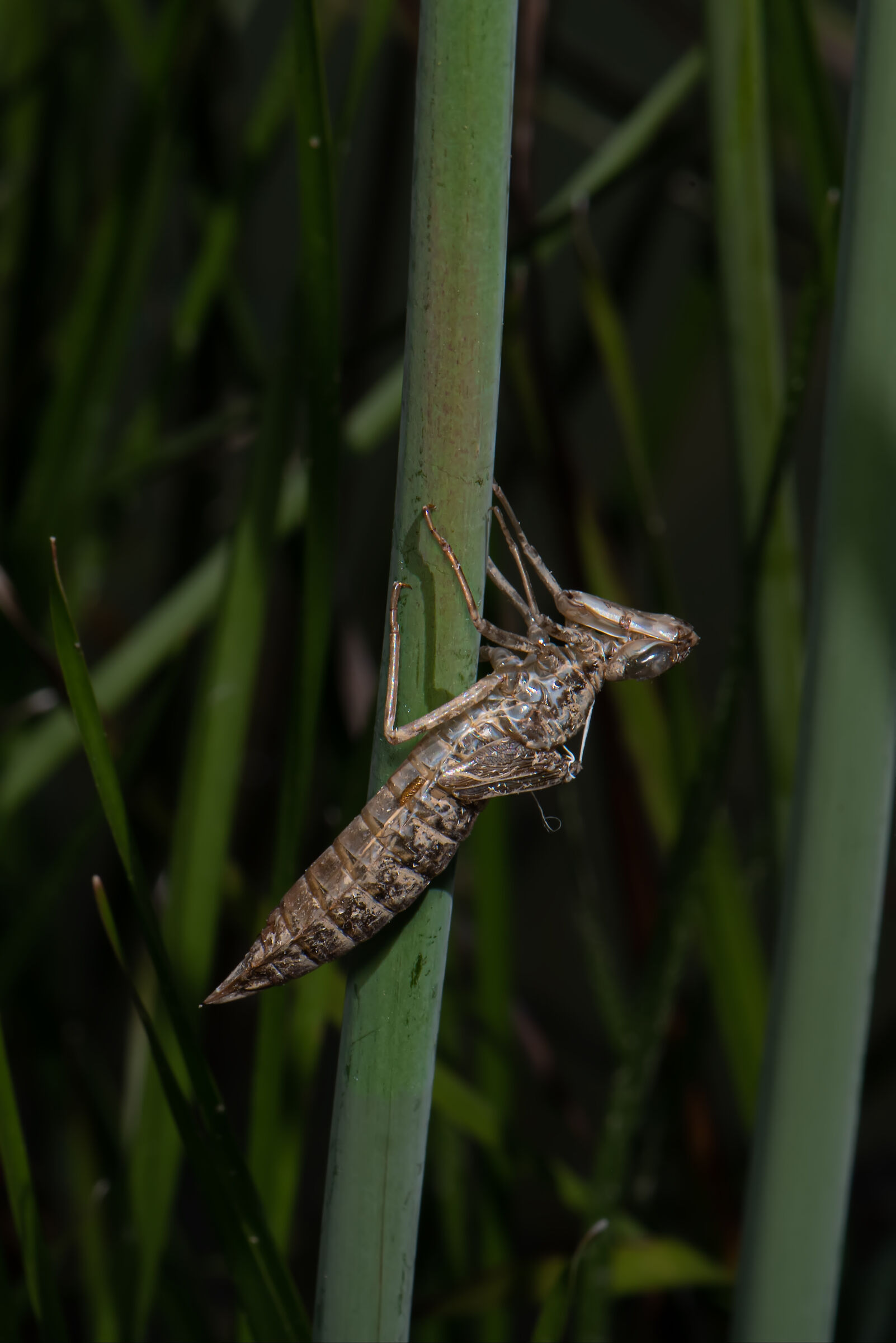 Esuvia di libellula