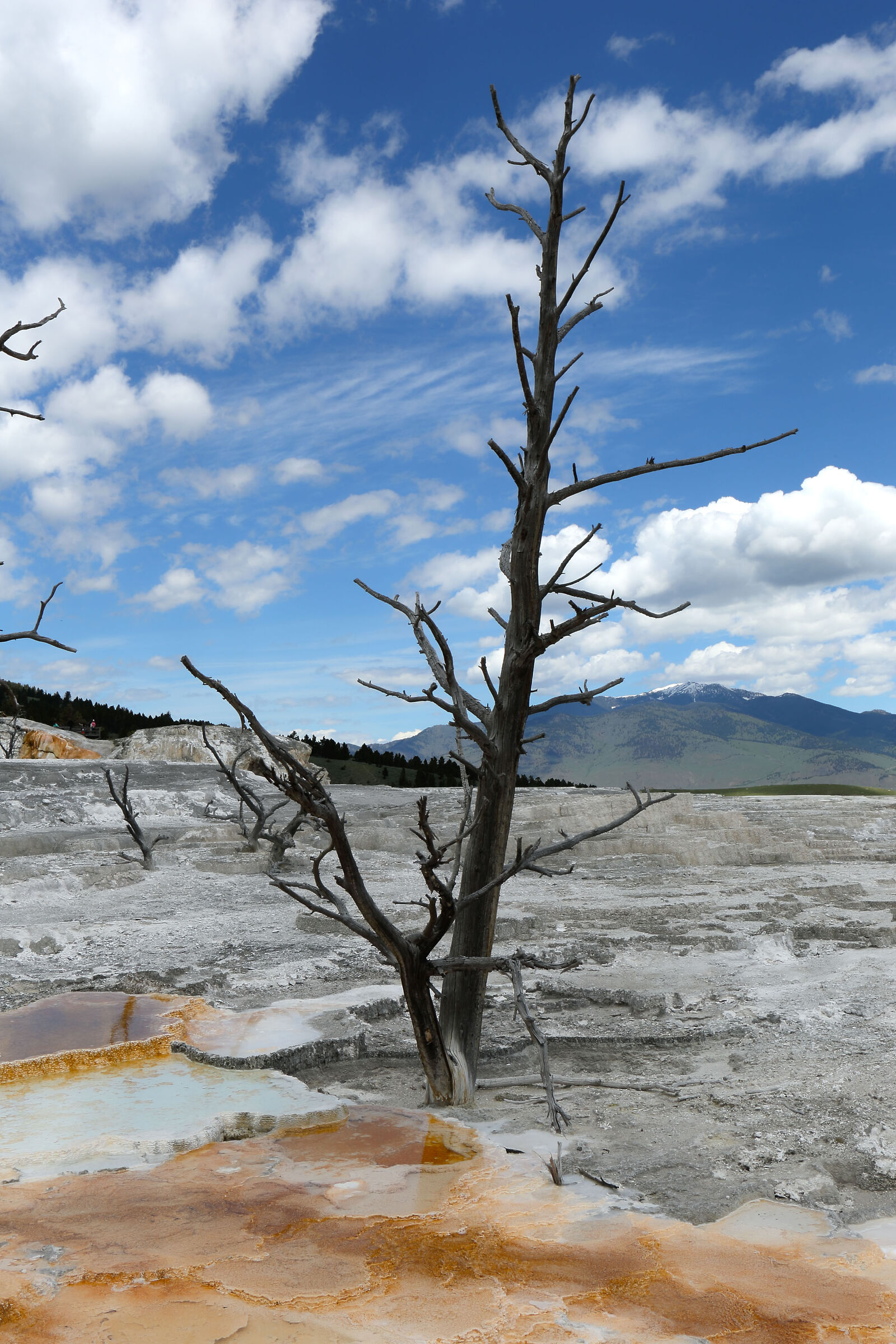 Mammoth Hot Spring 2