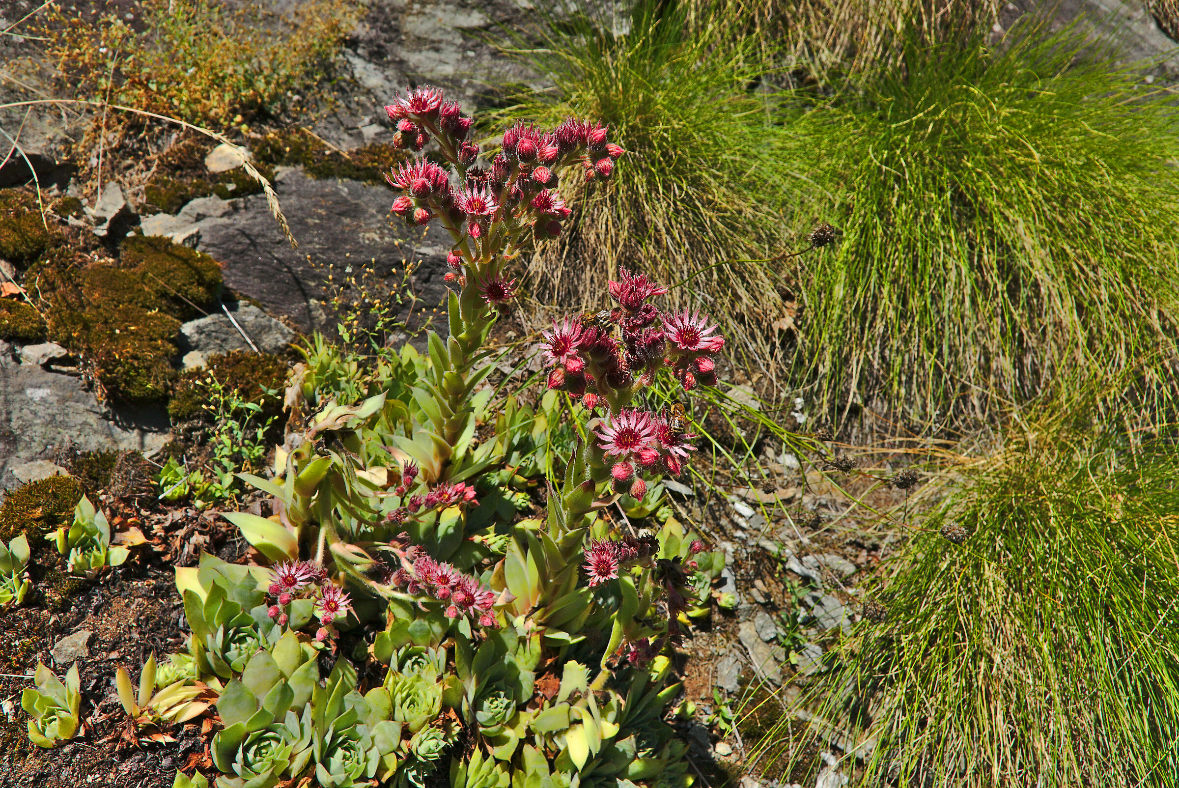Semprevivo a tela di ragno