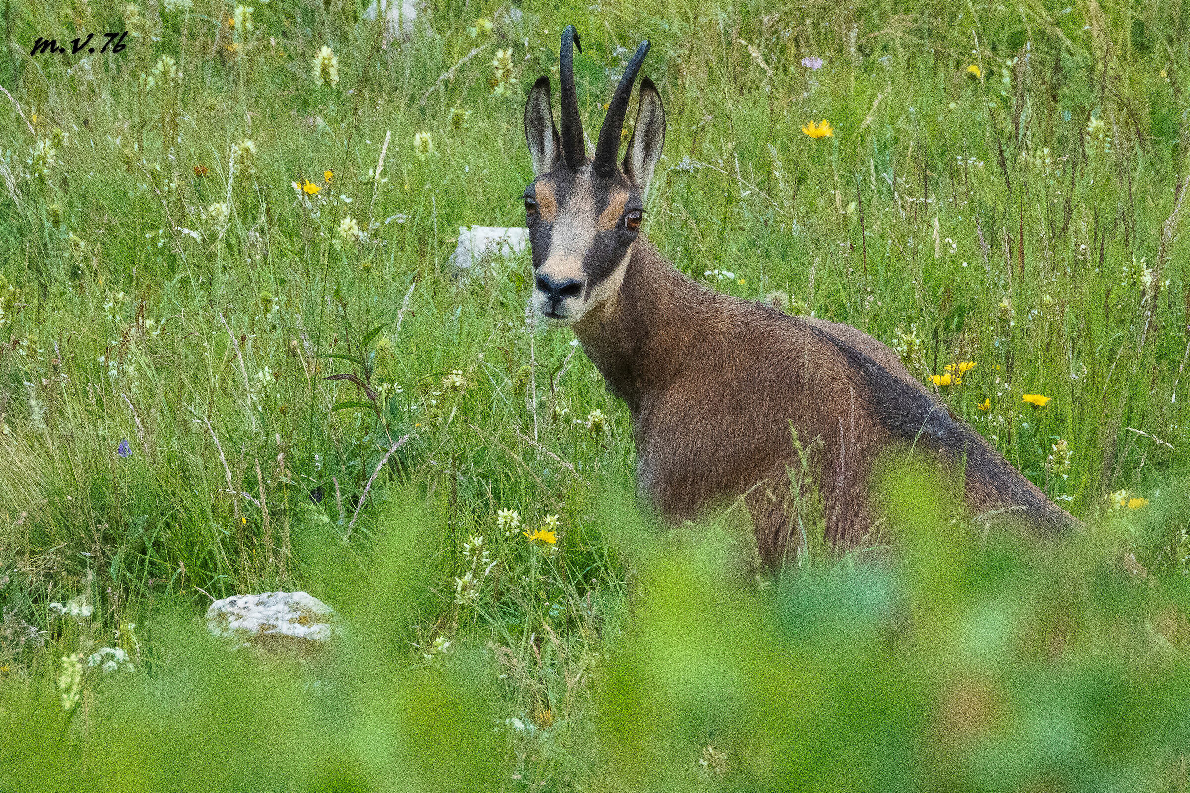 Camoscio - Rupicapra  rupicapra