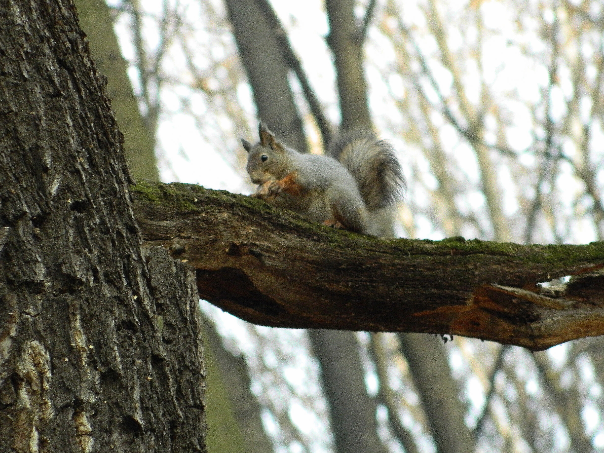 'Divina Provvidenza'