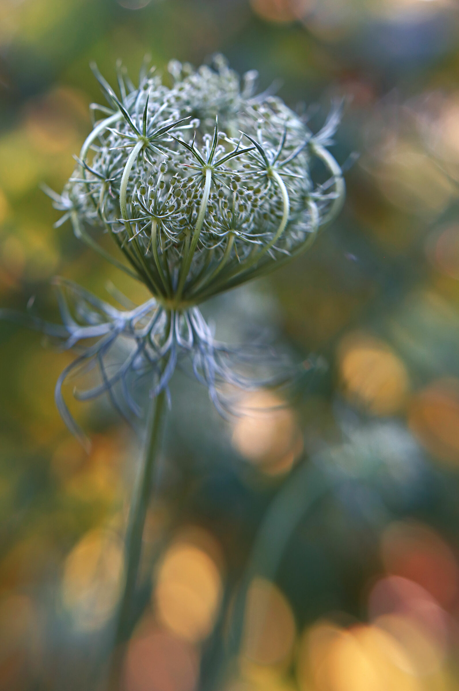 Fiore di carota selvatica 1