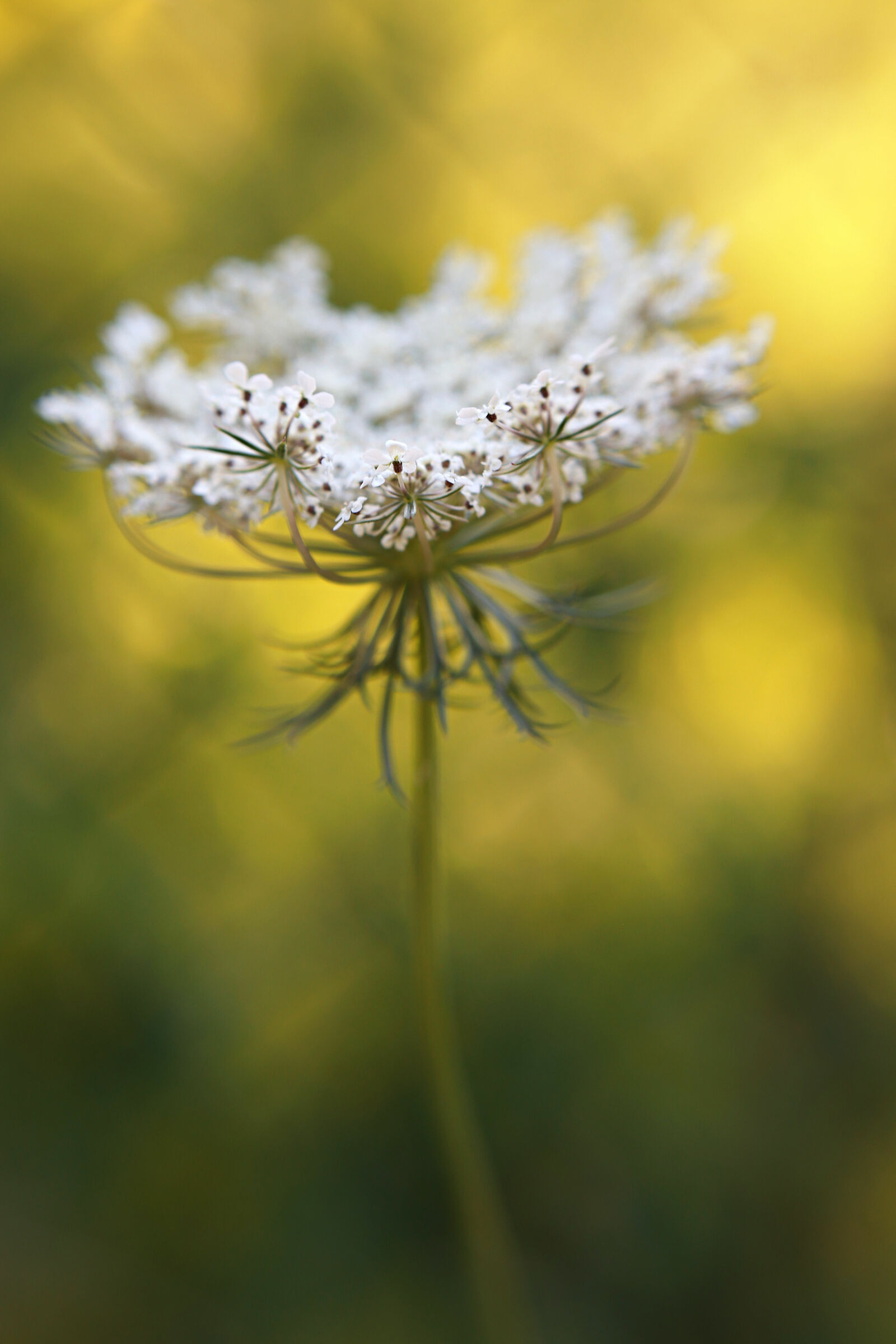 Fiore di carota selvatica 2