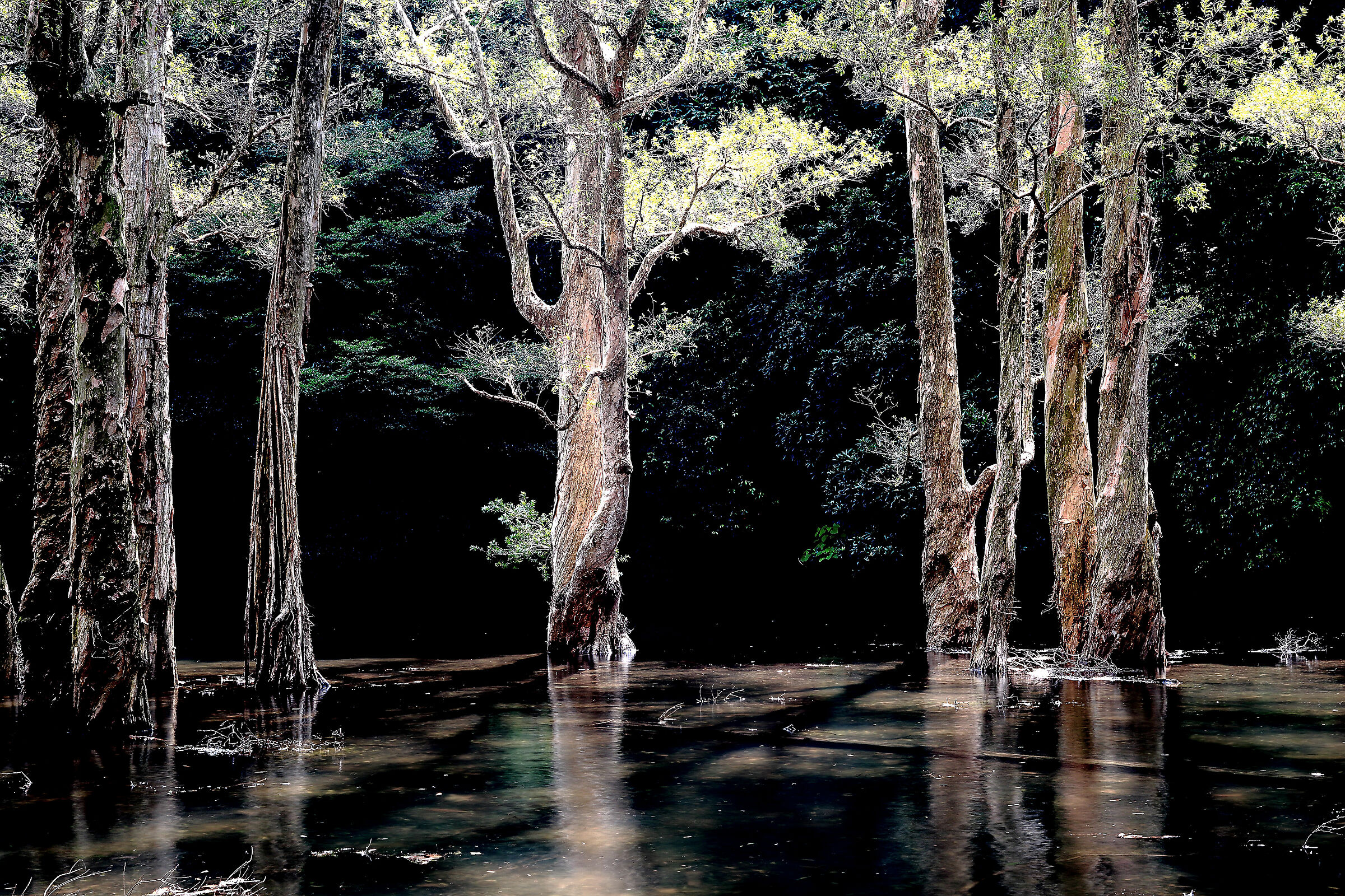 Paper bank tree in my dream